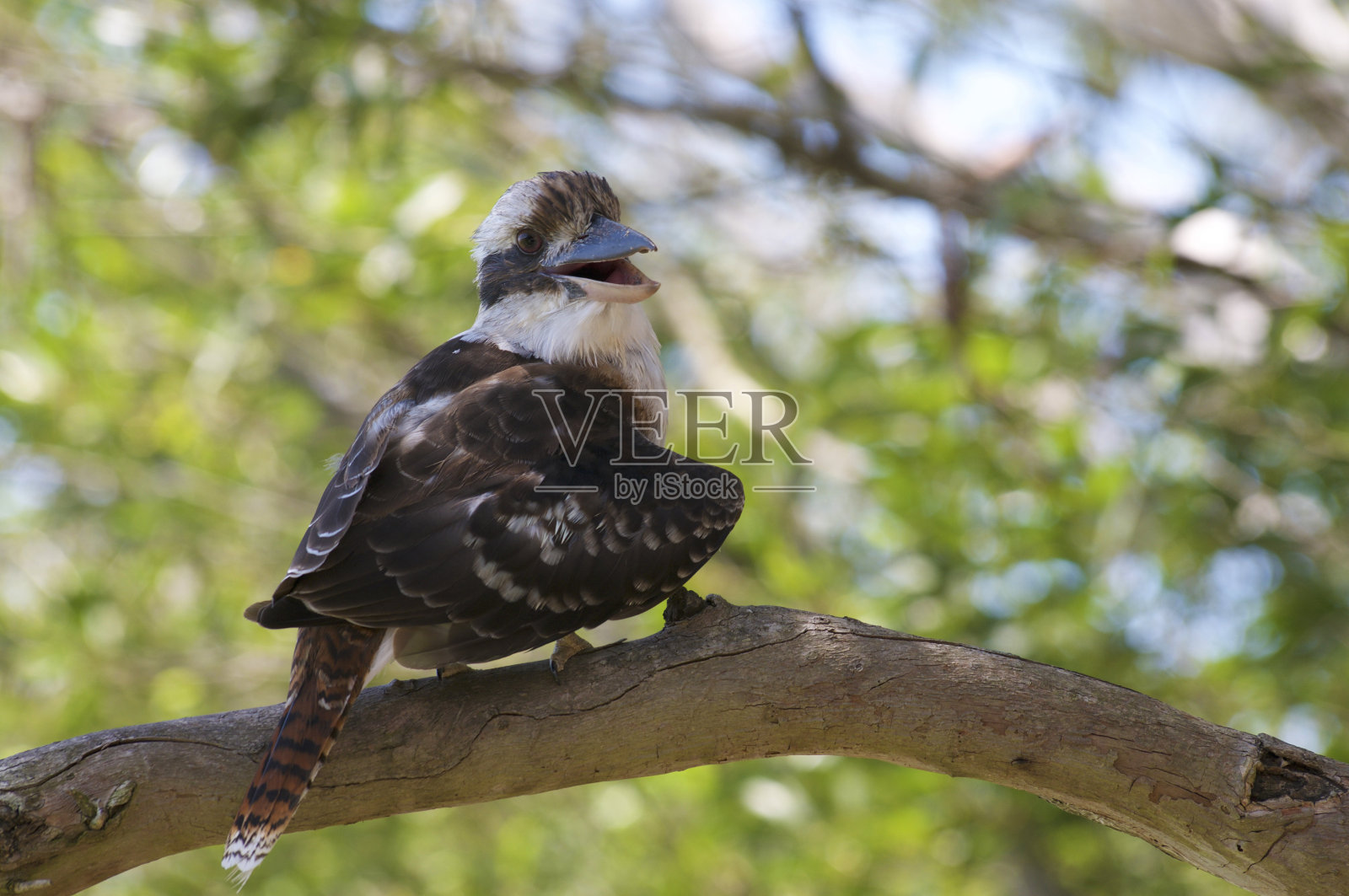 张开嘴的笑翠鸟照片摄影图片