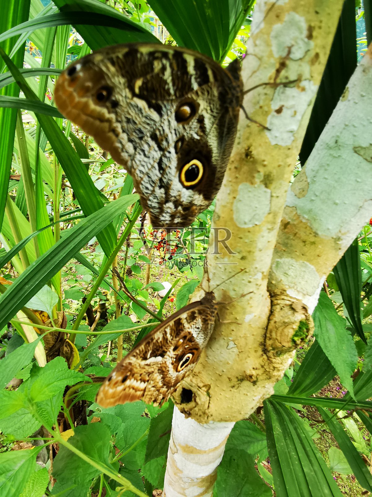 异国情调的蝴蝶照片摄影图片