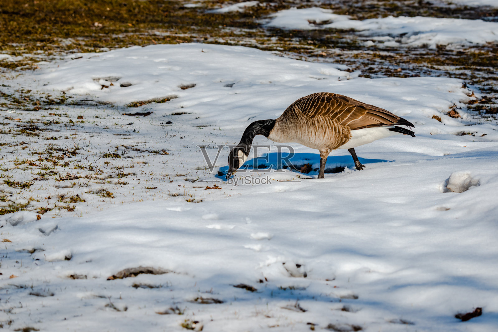 正在寻找食物的鹅照片摄影图片