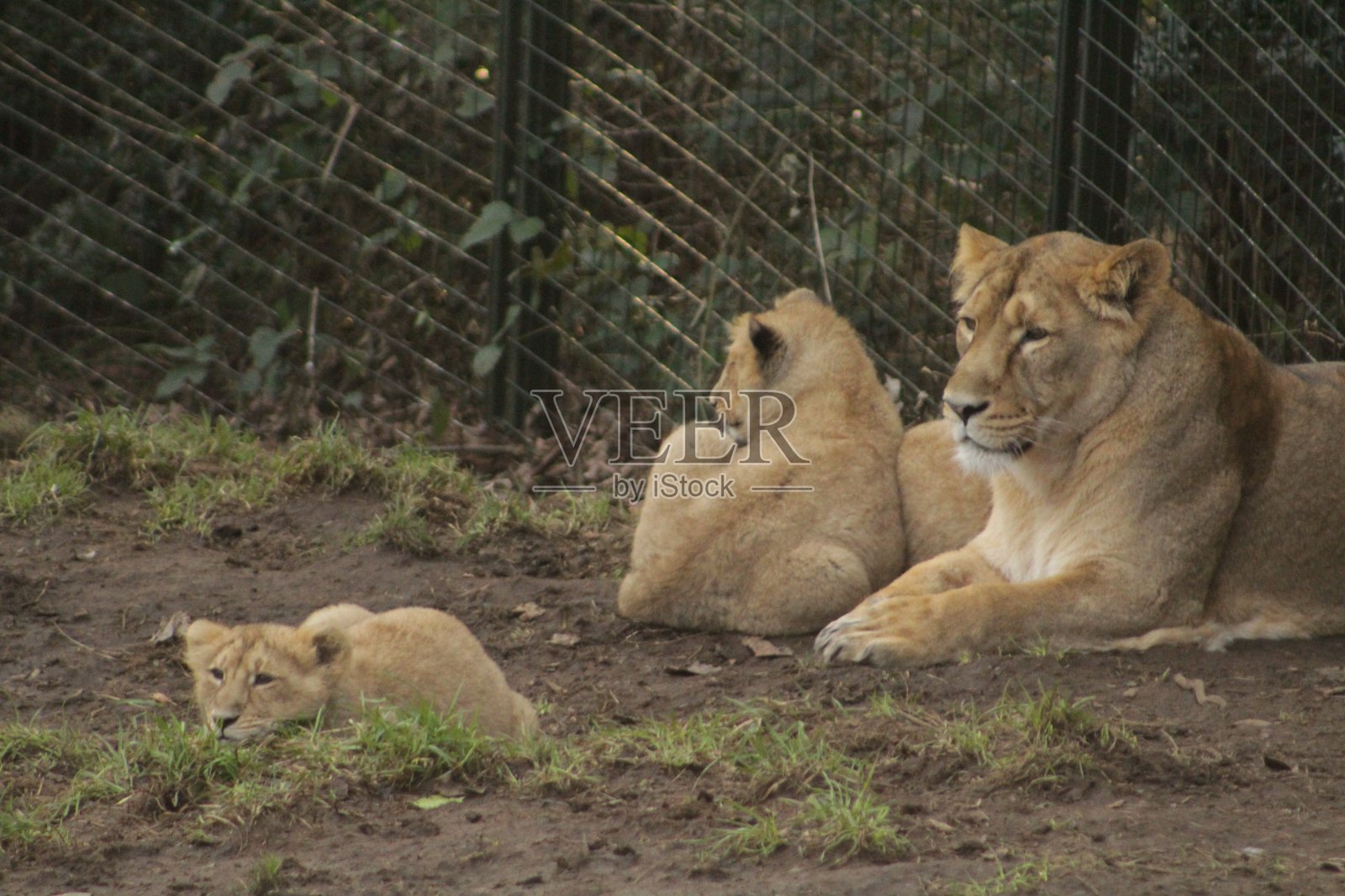 狮子家族照片摄影图片