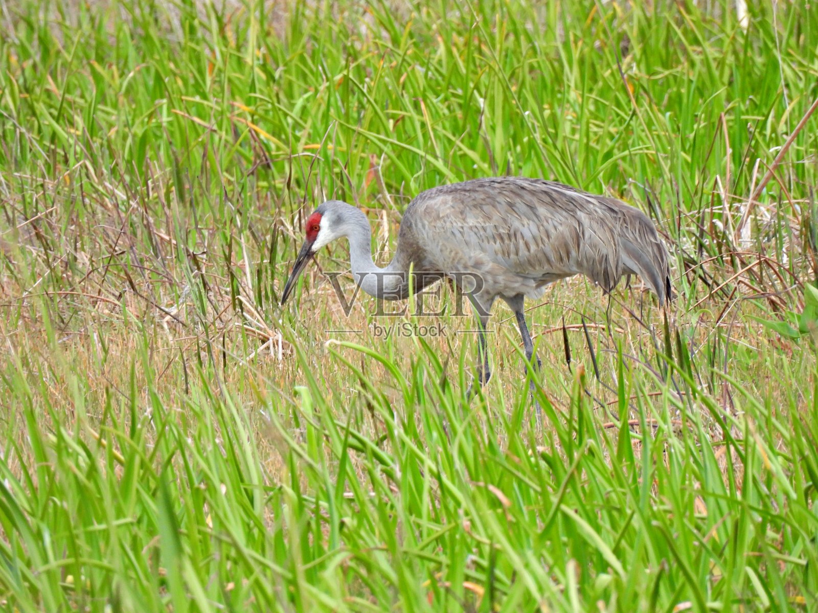 沙丘鹤(Grus Canadensis)——在草丛中觅食照片摄影图片