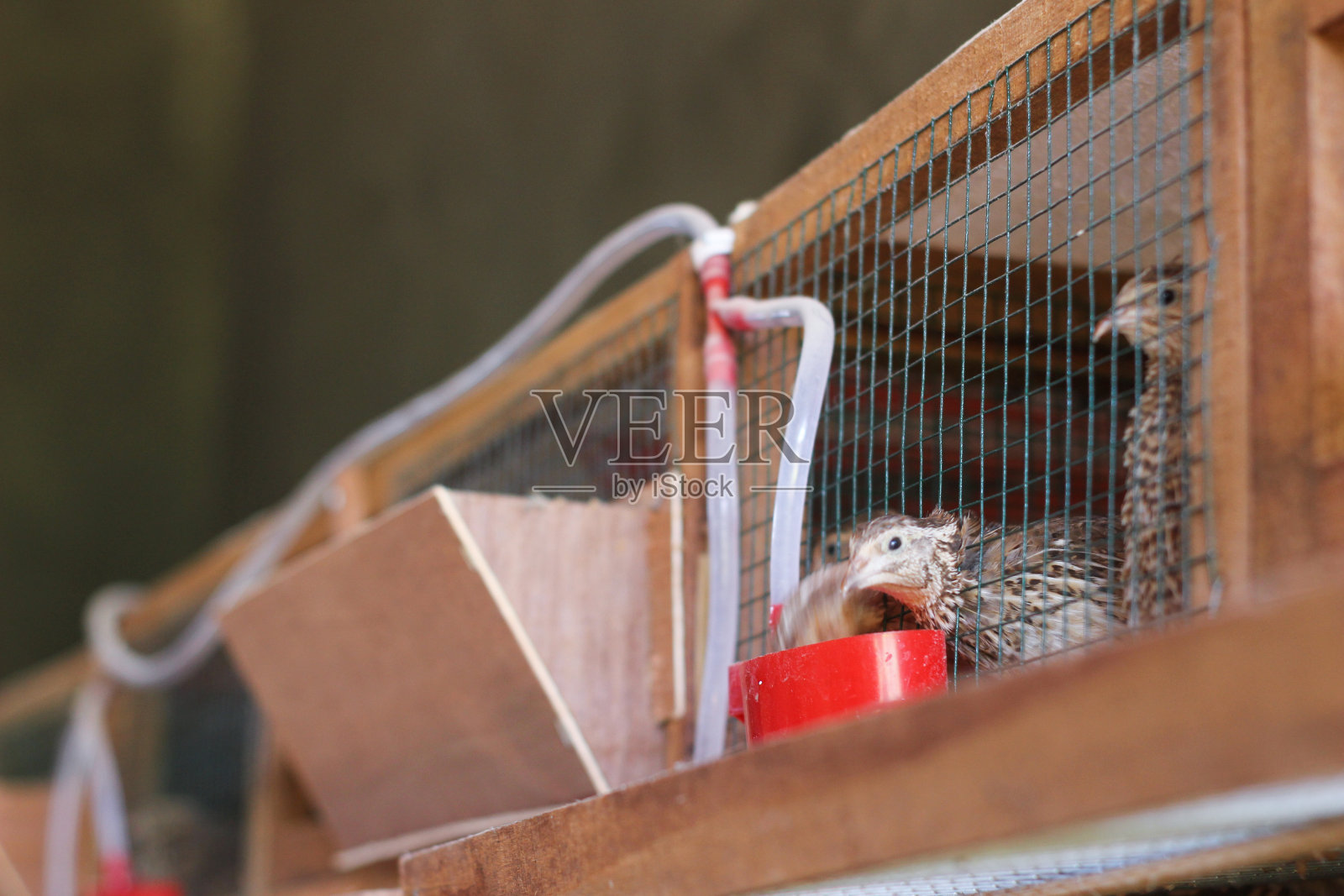 新鲜的鹌鹑笼是分阶段摆放的照片摄影图片