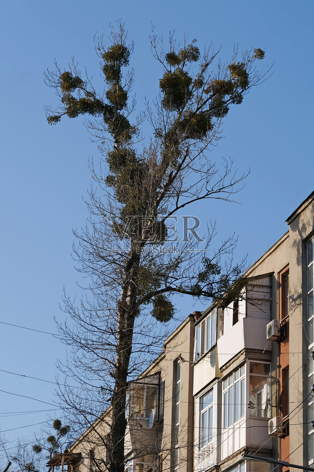 城市街道上树上的槲寄生。照片摄影图片