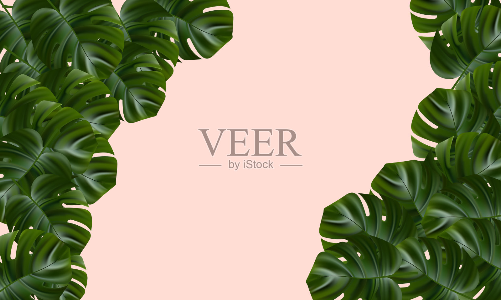 热带森林。丛林背景花和棕榈树。向量花卉插图。异国情调的热带丛林热带雨林亮绿色的怪物叶子边界框架模板在粉红色的背景。插画图片素材