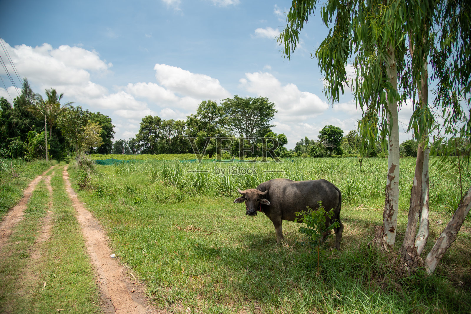 水牛照片摄影图片