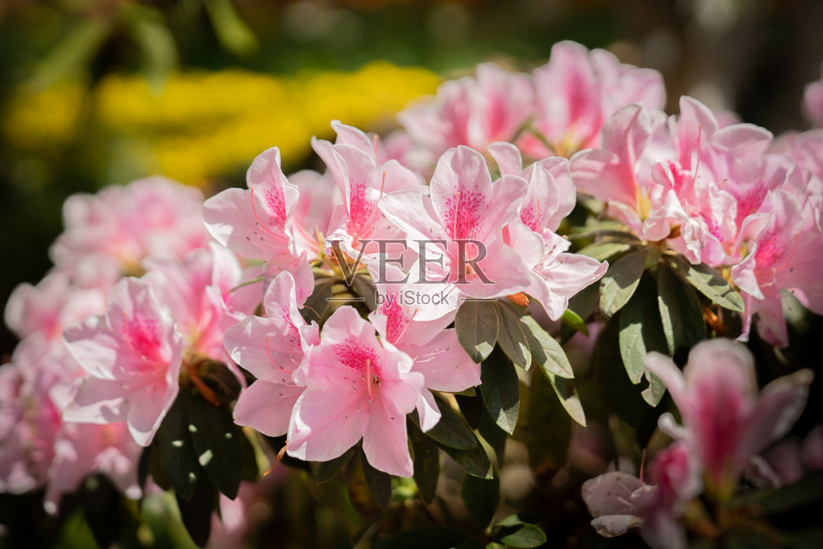 云南昆明春花盛开照片摄影图片