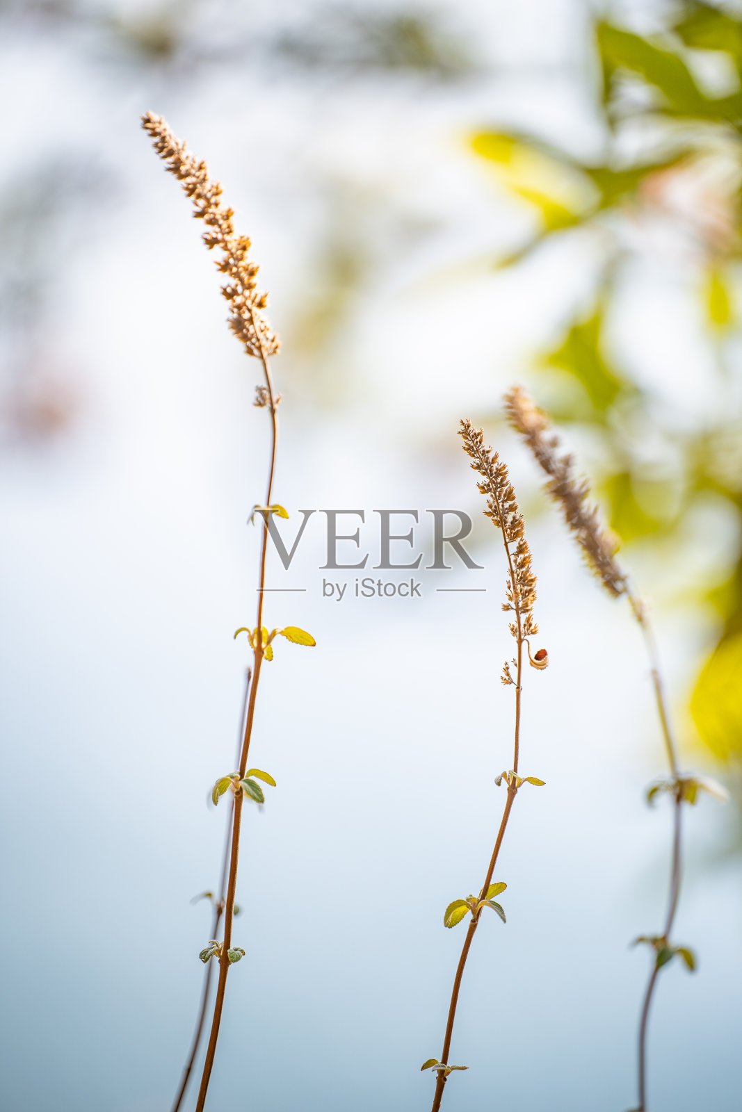 云南昆明春花盛开照片摄影图片