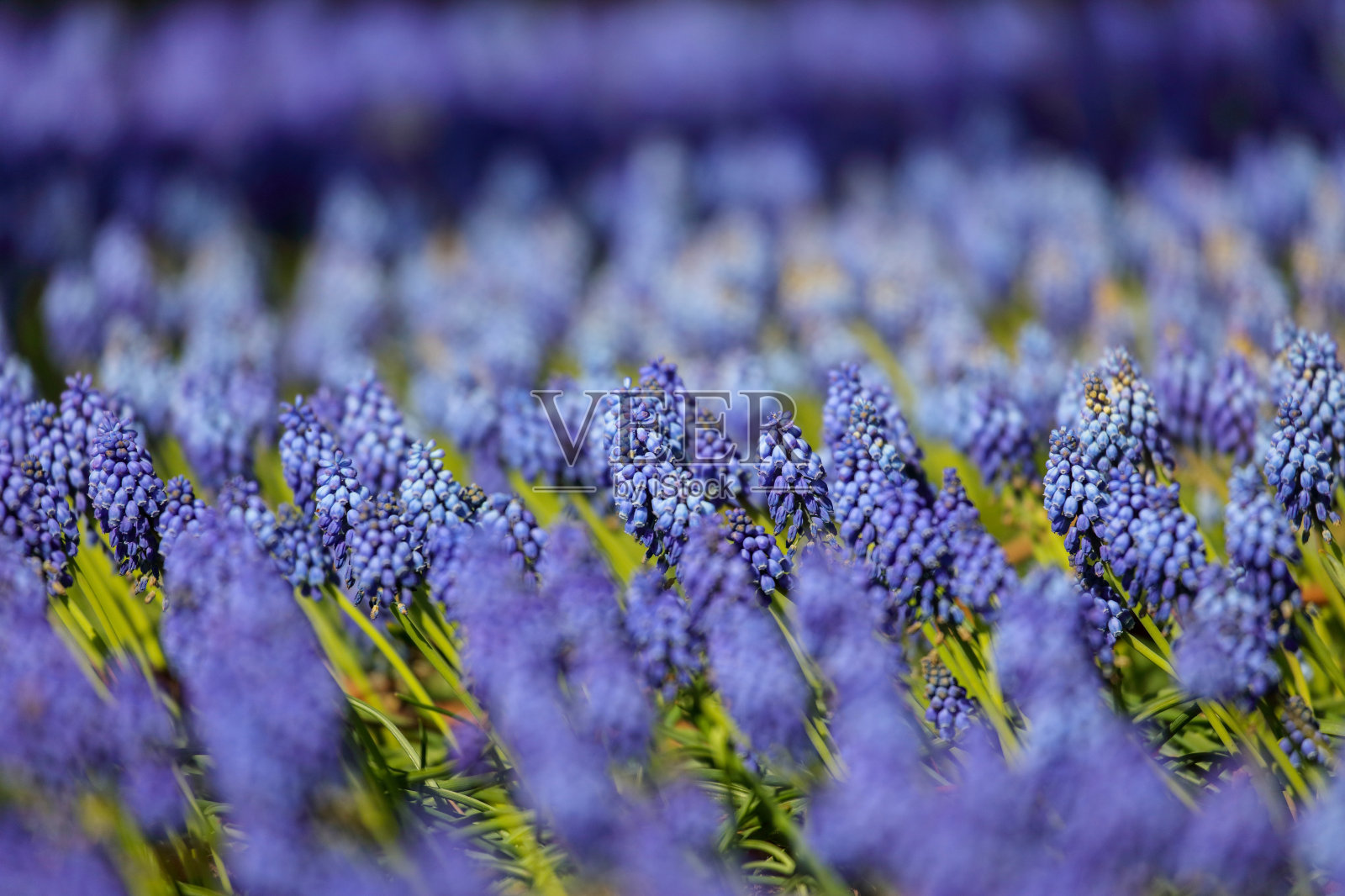 日本的郁金香和麝香树的花园照片摄影图片