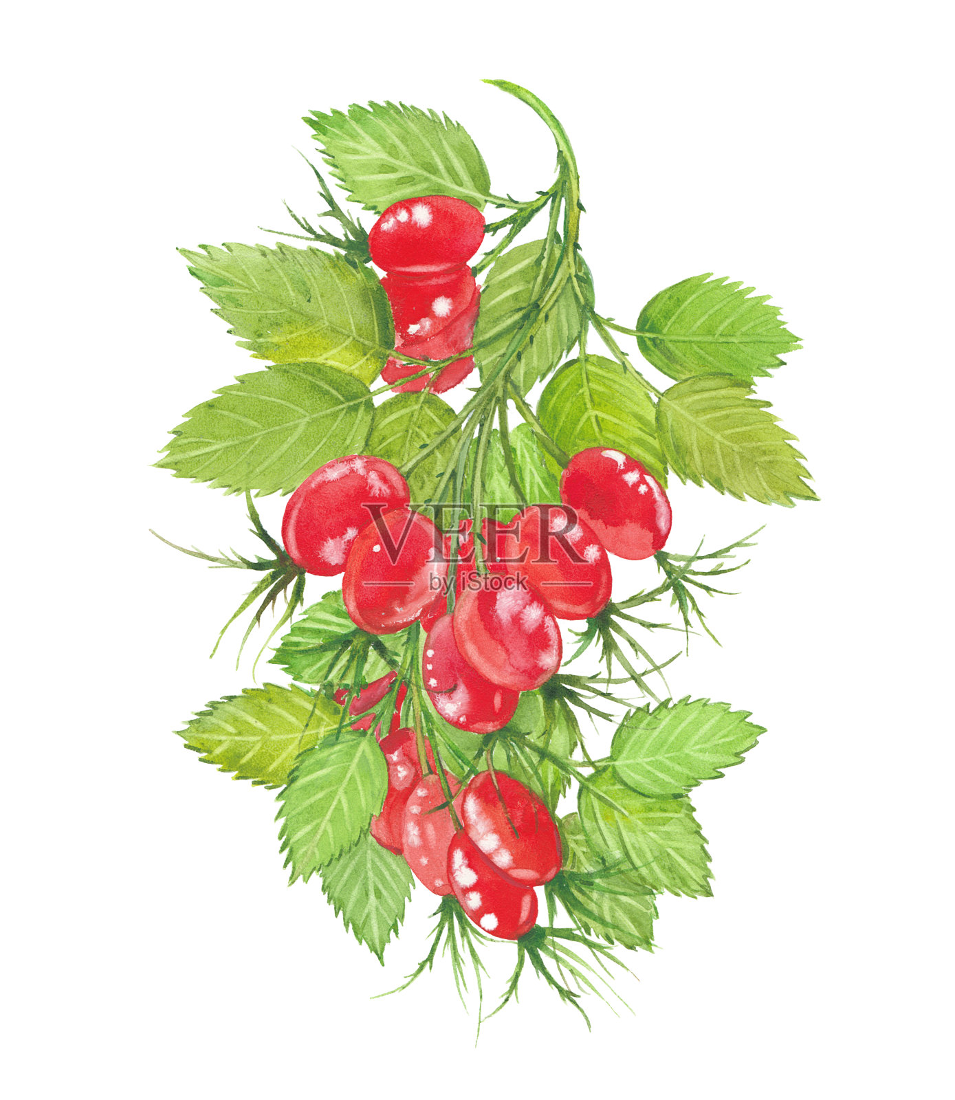 玫瑰果和叶子插画图片素材