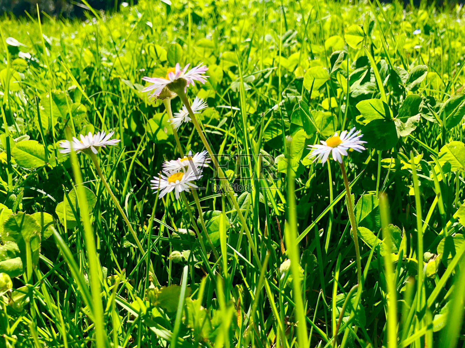 迷人的白色雏菊花在草地上令人惊叹的景色照片摄影图片