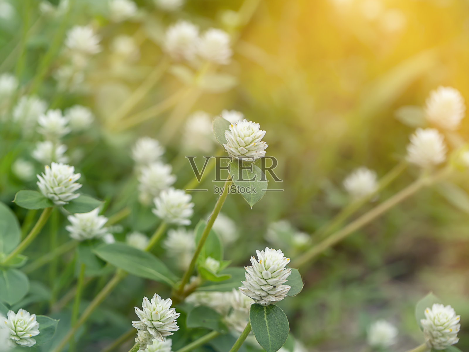 Gomphrena杂草花的特写照片摄影图片