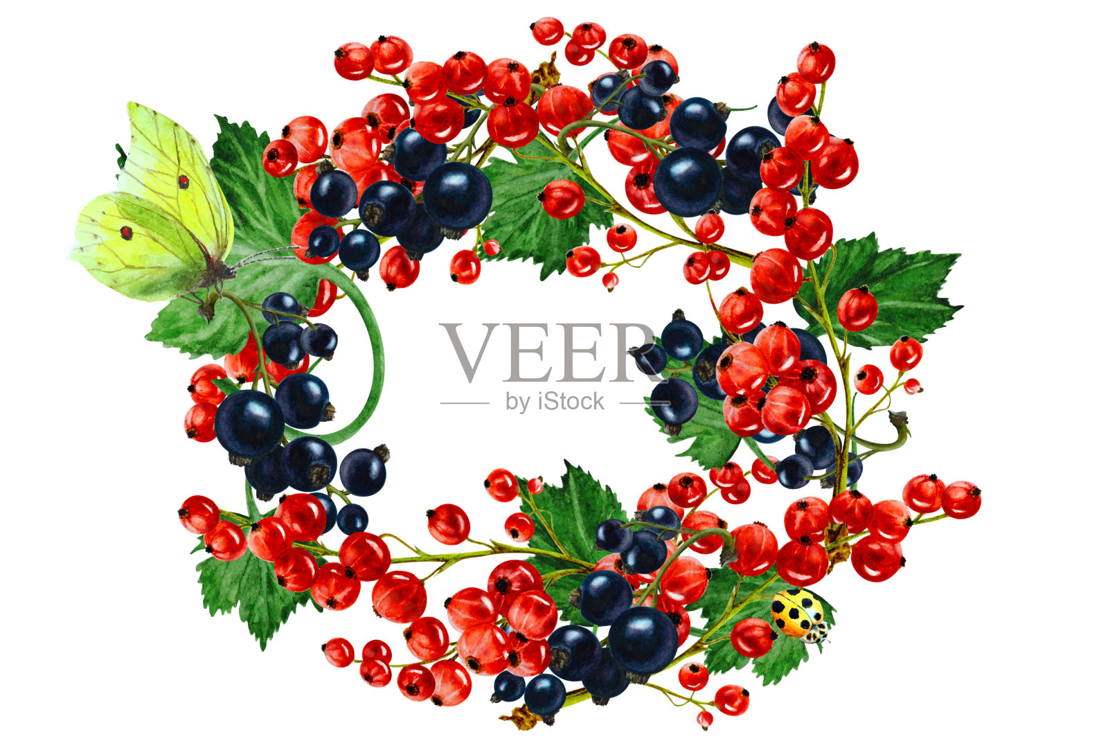 花环红色和黑色的醋栗浆果与树叶和黄色的蝴蝶在一个白色的背景,手绘水彩。插画图片素材