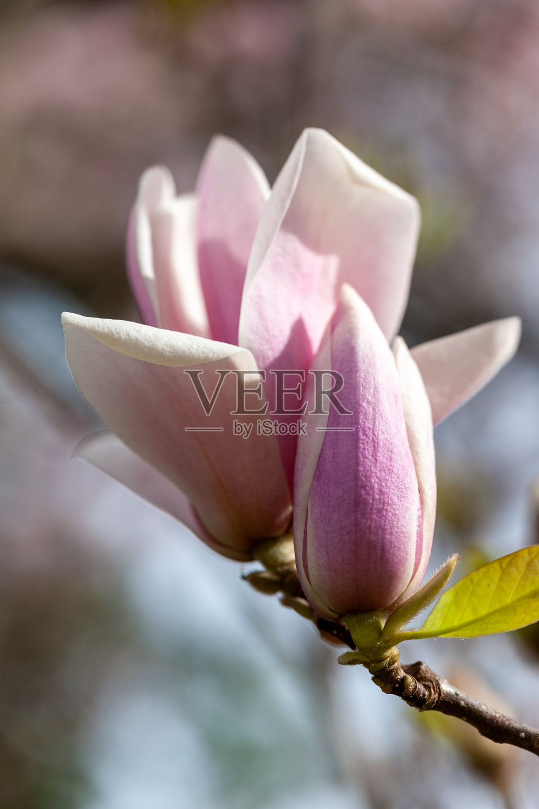 华盛顿特区的樱花特写照片摄影图片