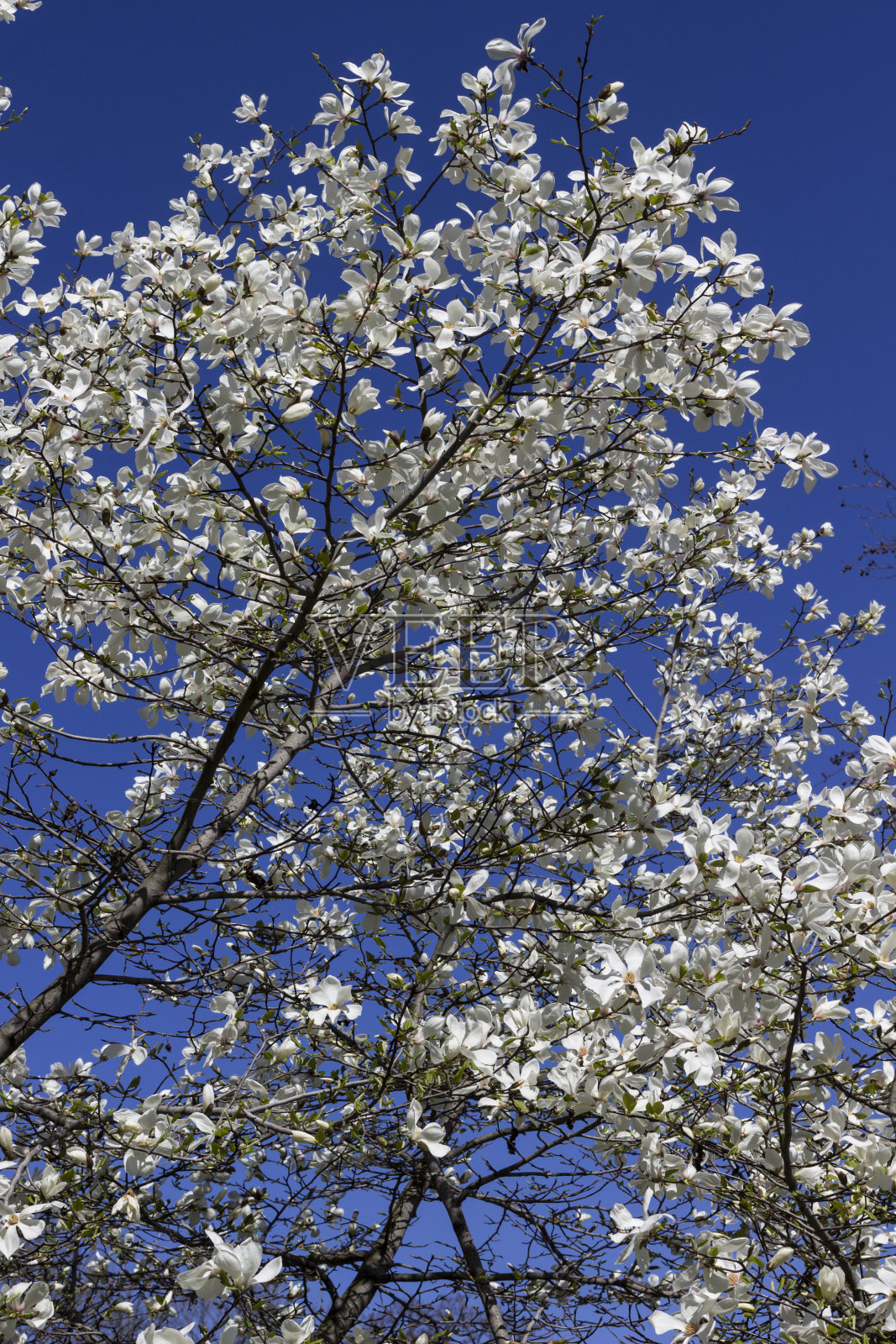 盛开的白玉兰树照片摄影图片