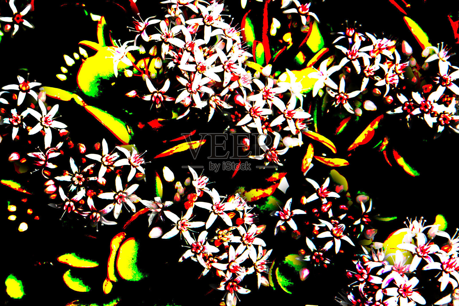 玉草在愚人中开着它的小白花,分离开来照片摄影图片