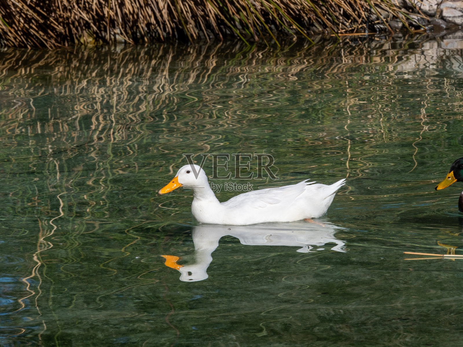 池塘里的鸭子照片摄影图片