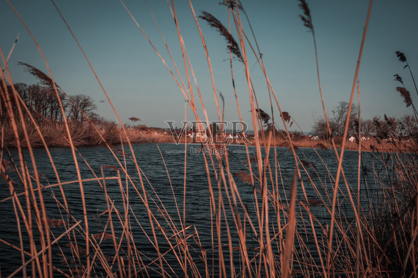 夕阳下的芦苇照片摄影图片