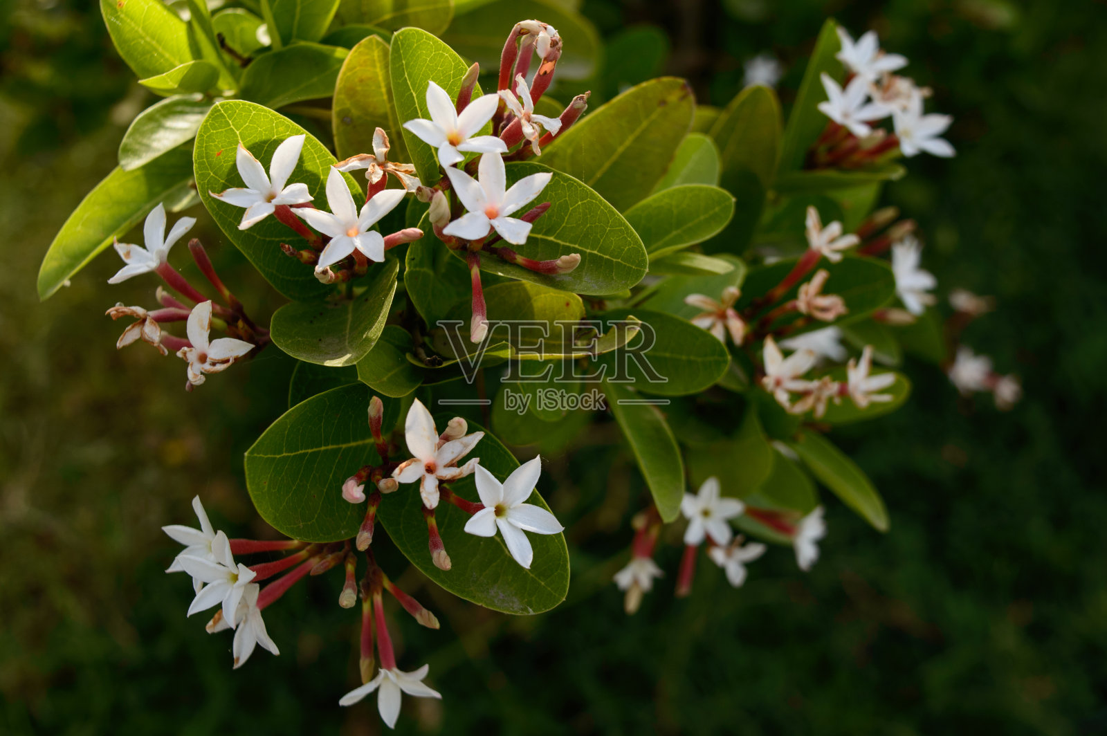 美丽的白色印度花芬芳的一边的田野。照片摄影图片