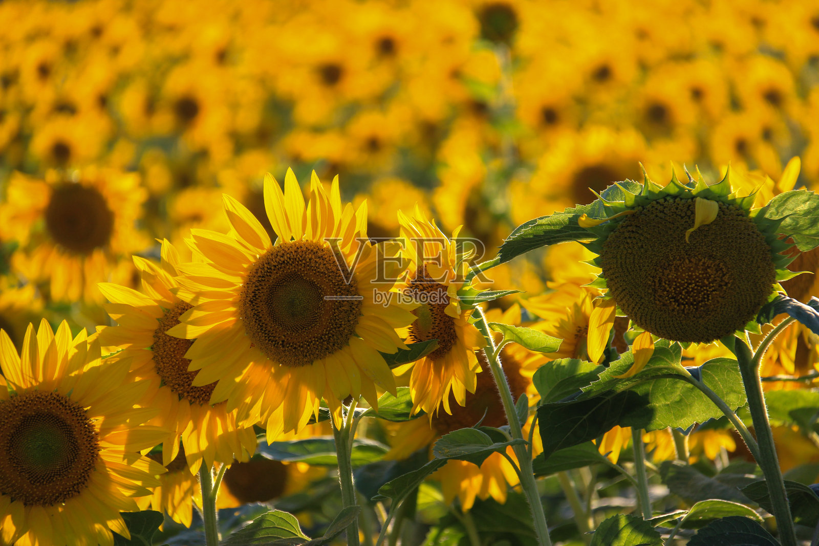 向日葵盛开的田野照片摄影图片