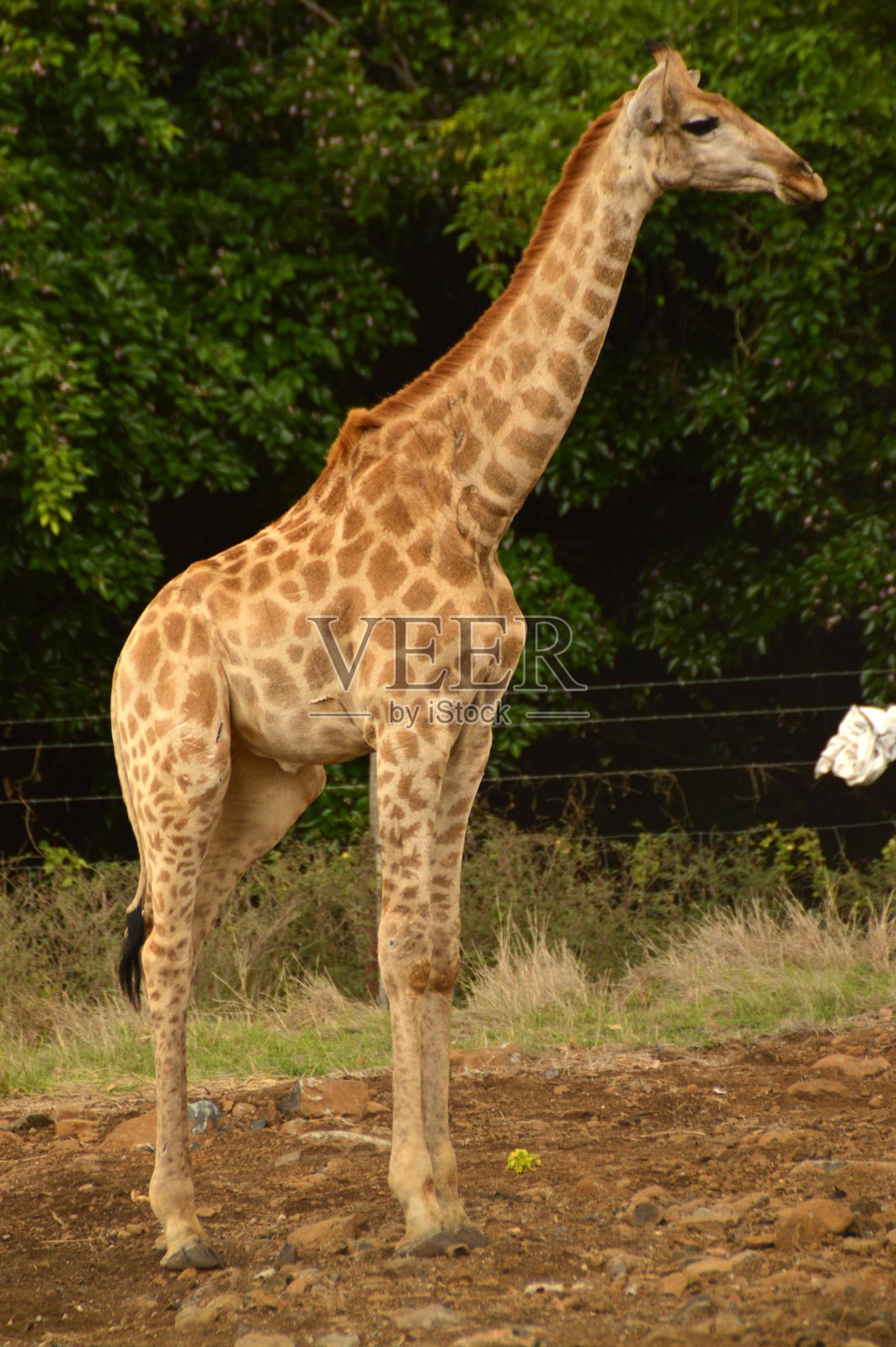 毛里求斯的动物照片摄影图片