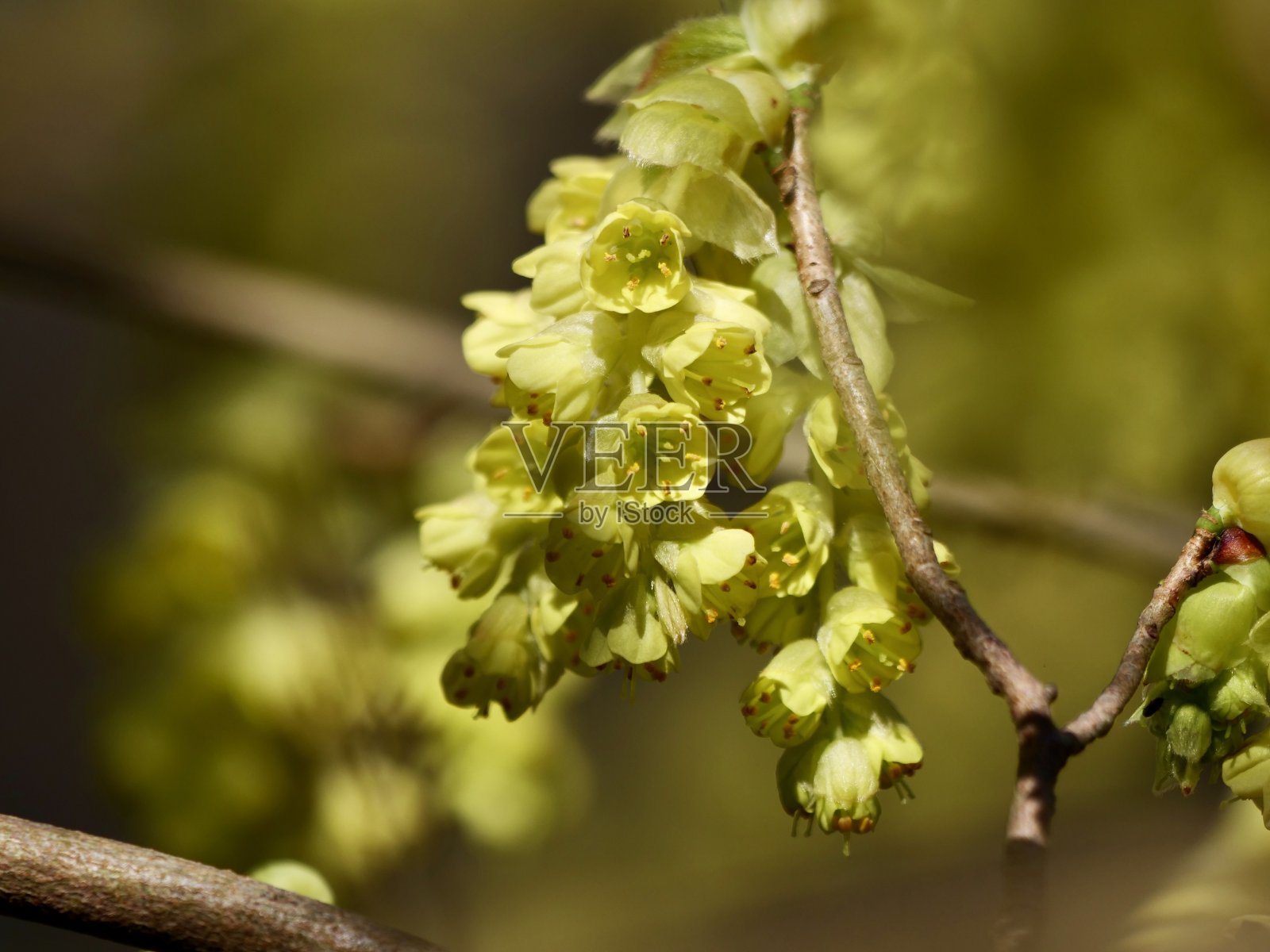 corylopsis的黄色花照片摄影图片