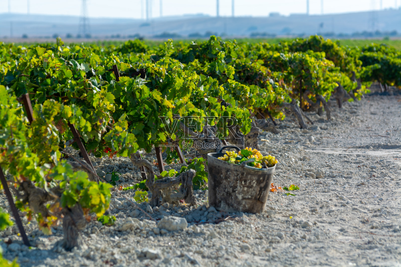 生长在西班牙安达卢西亚特殊土壤上的成熟白葡萄新收获,甜pedro ximenez或麝香葡萄,或即将收获的palomino葡萄,用于生产赫雷斯、雪利甜葡萄酒和干葡萄酒照片摄影图片