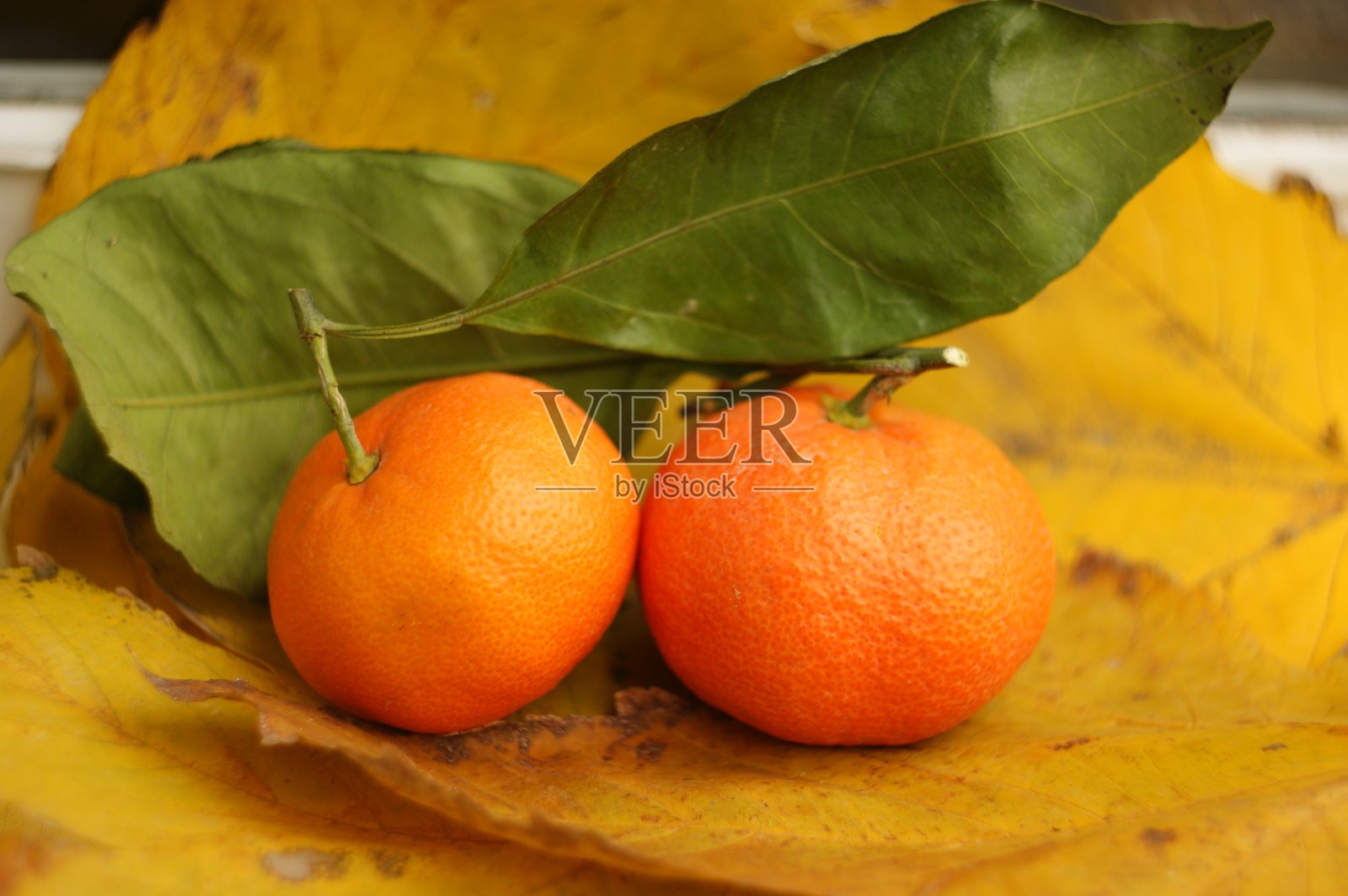 多汁的橘子照片摄影图片