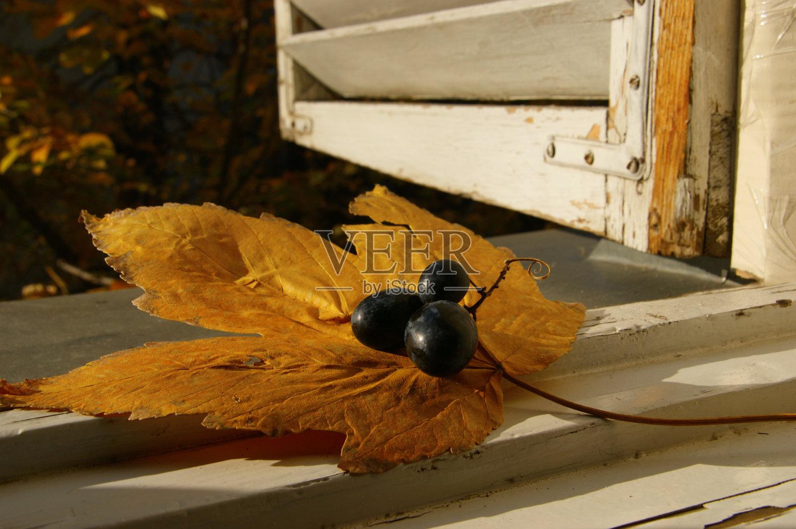 黄色叶子上的黑葡萄照片摄影图片