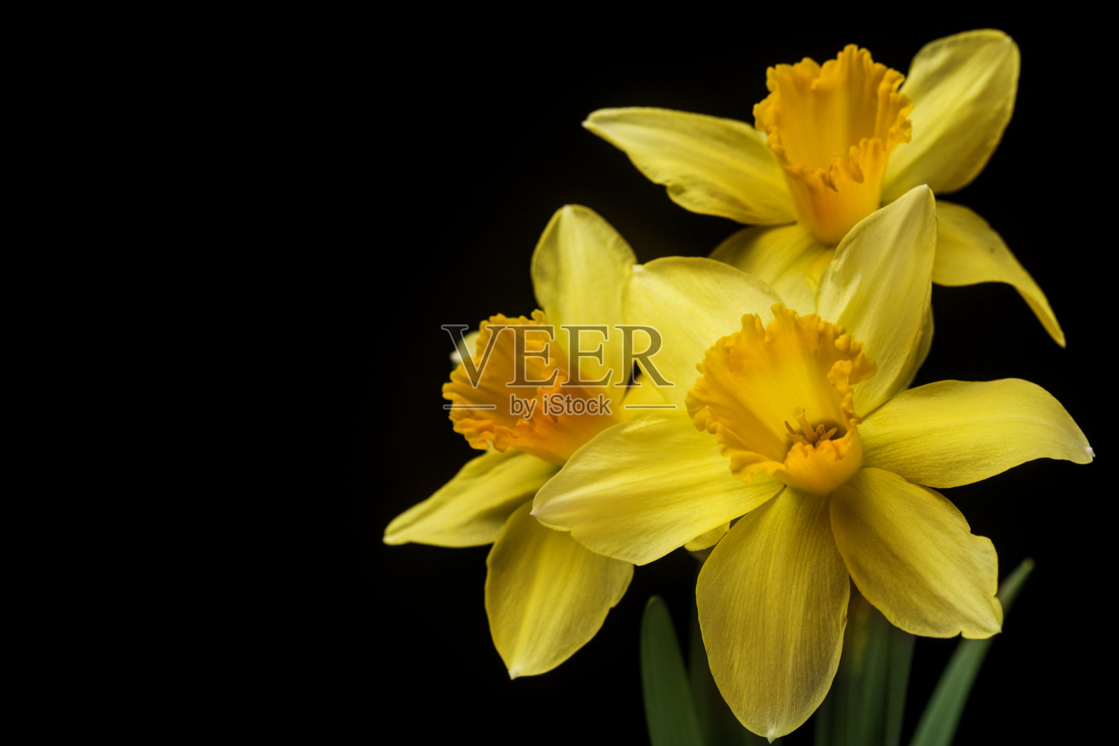 布莱克的三朵水仙花照片摄影图片