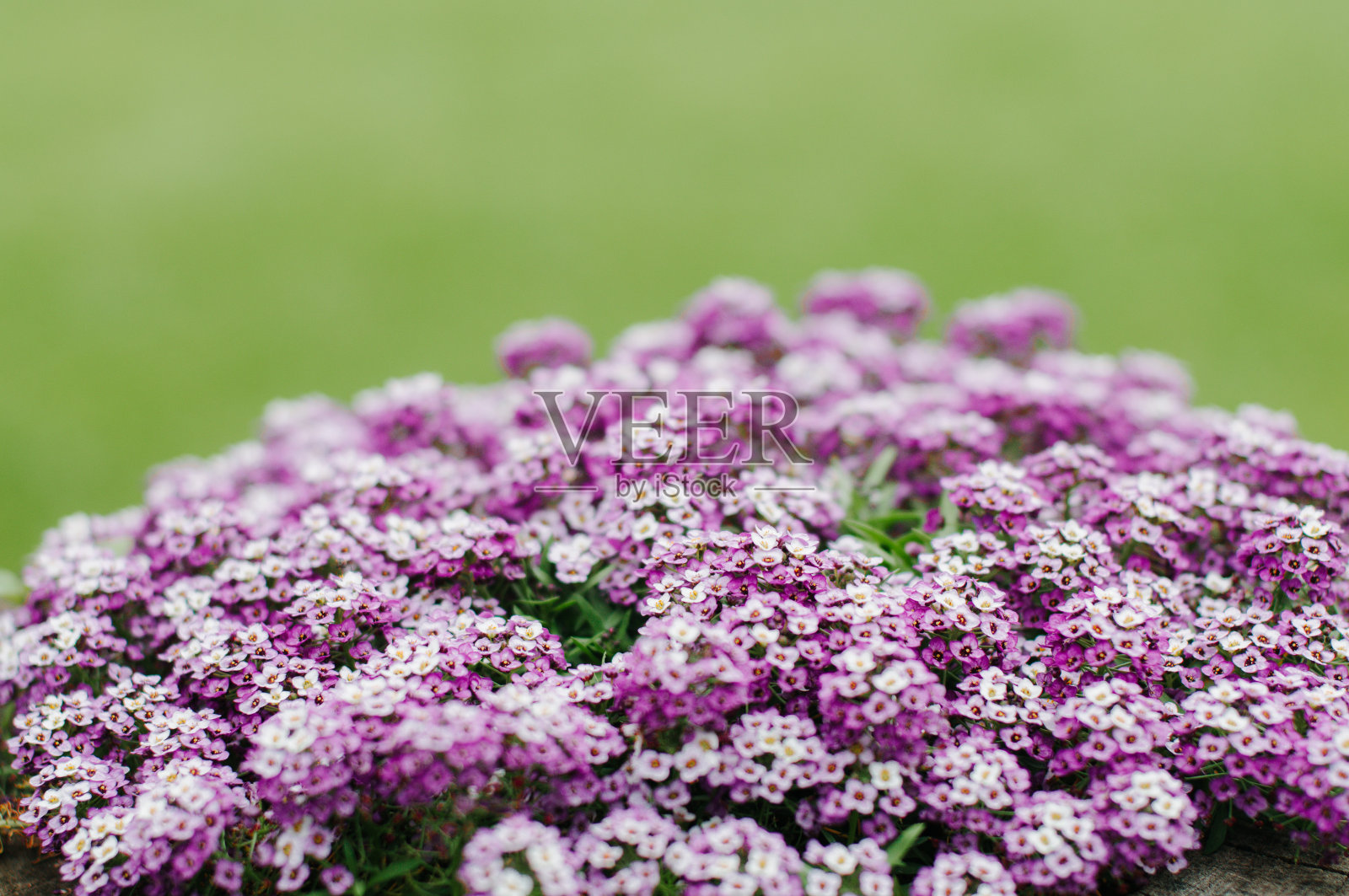 美丽的花朵背景照片摄影图片