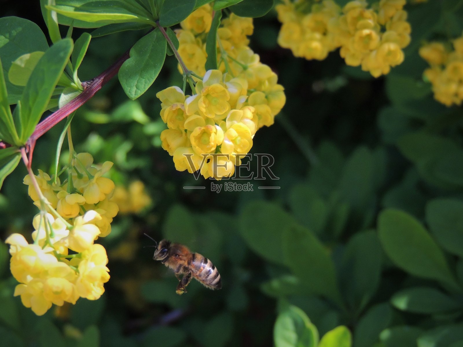 蜜蜂照片摄影图片