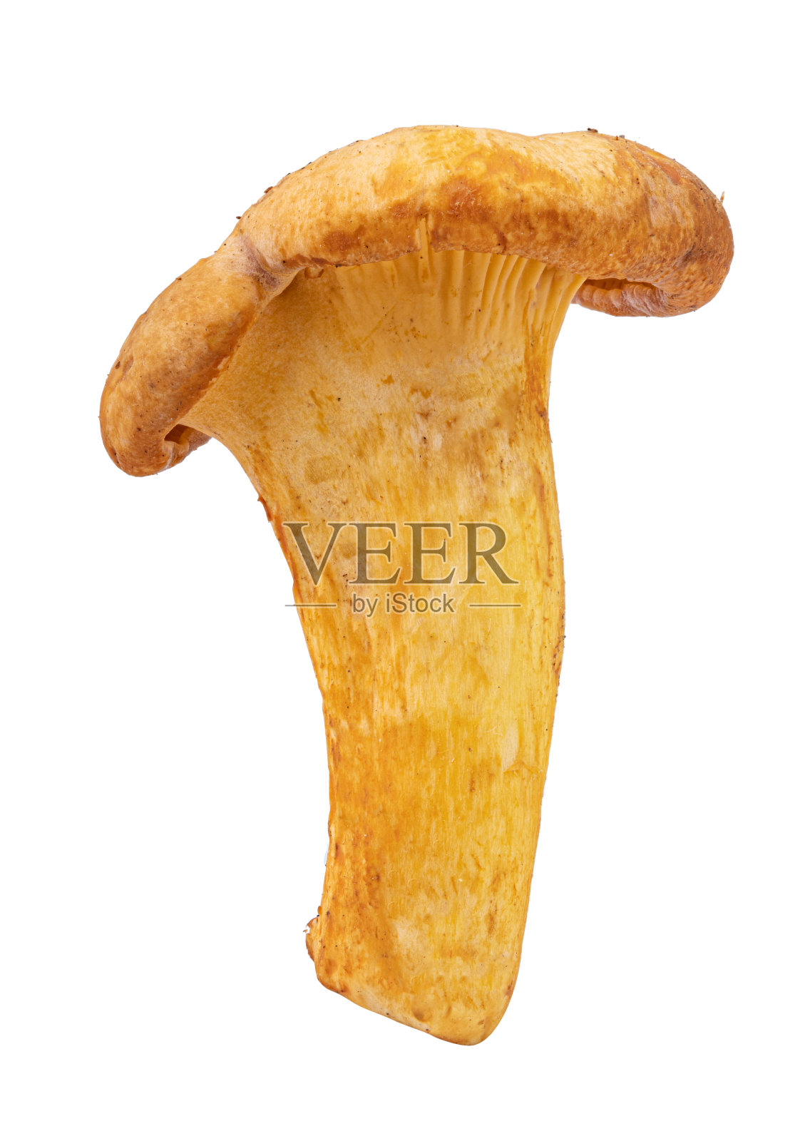 在白色背景上分离的鸡油菌照片摄影图片