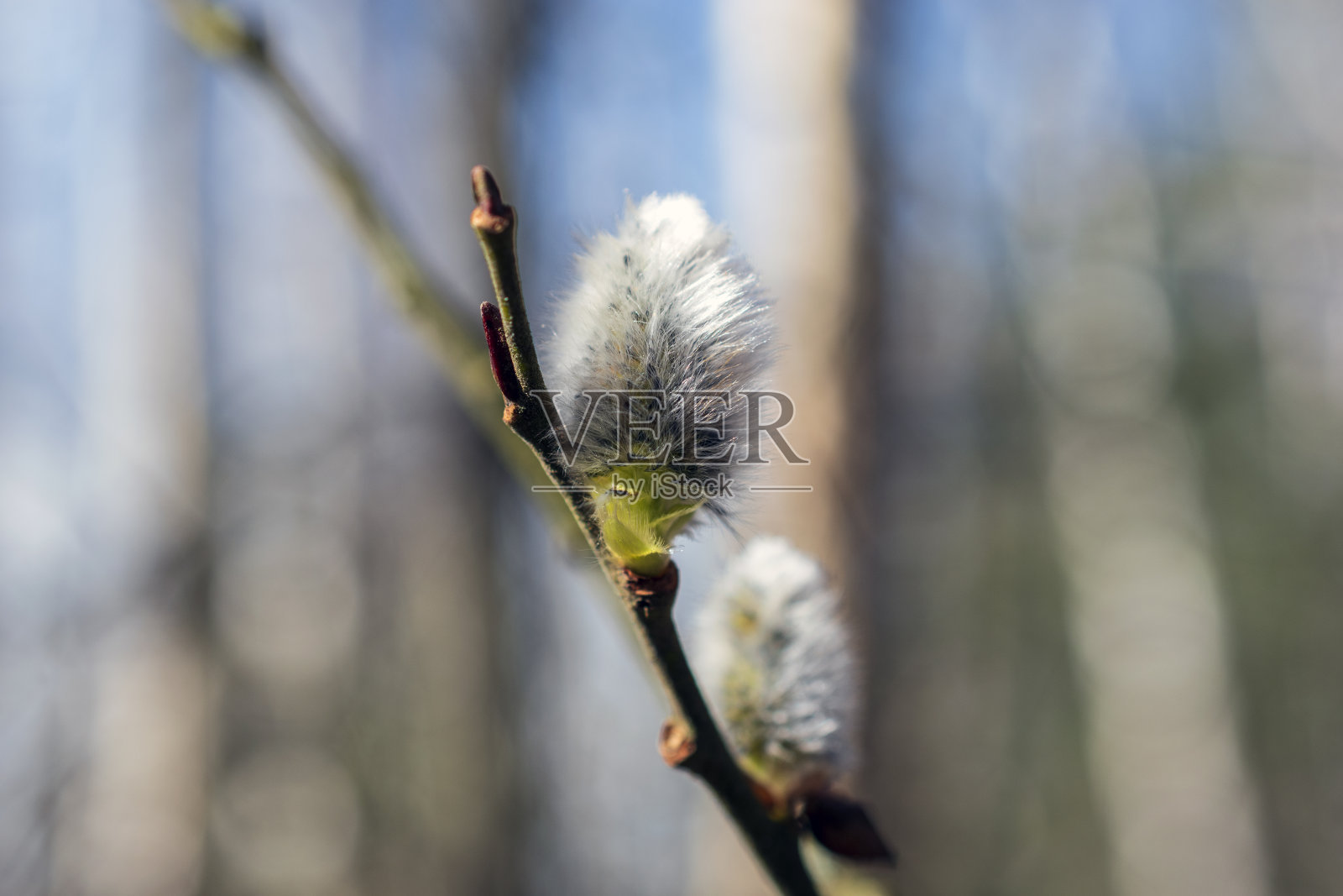 蓬松的柳絮在阳光明媚的早春盛开照片摄影图片
