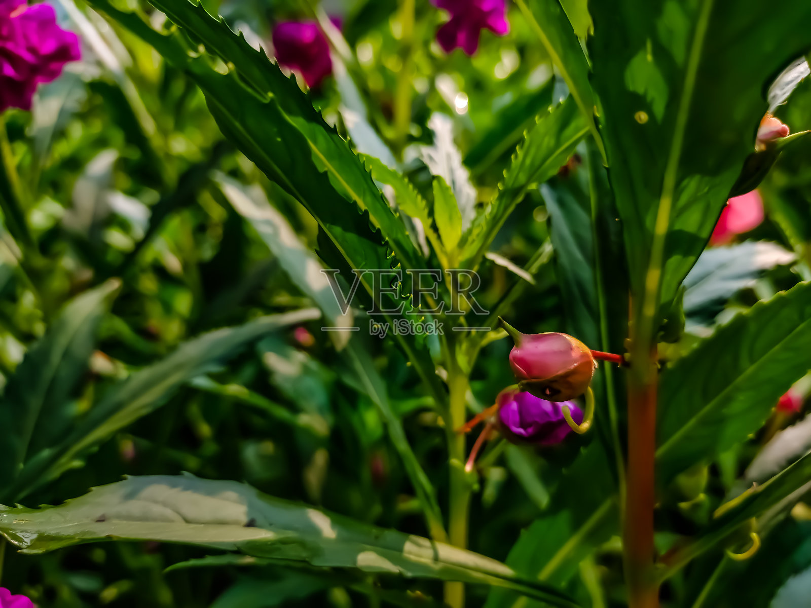 凤仙花凤仙花,俗称凤仙花,花园凤仙花,玫瑰凤仙花,触摸我不或斑snapweed,是一种植物原产于印度和缅甸。照片摄影图片