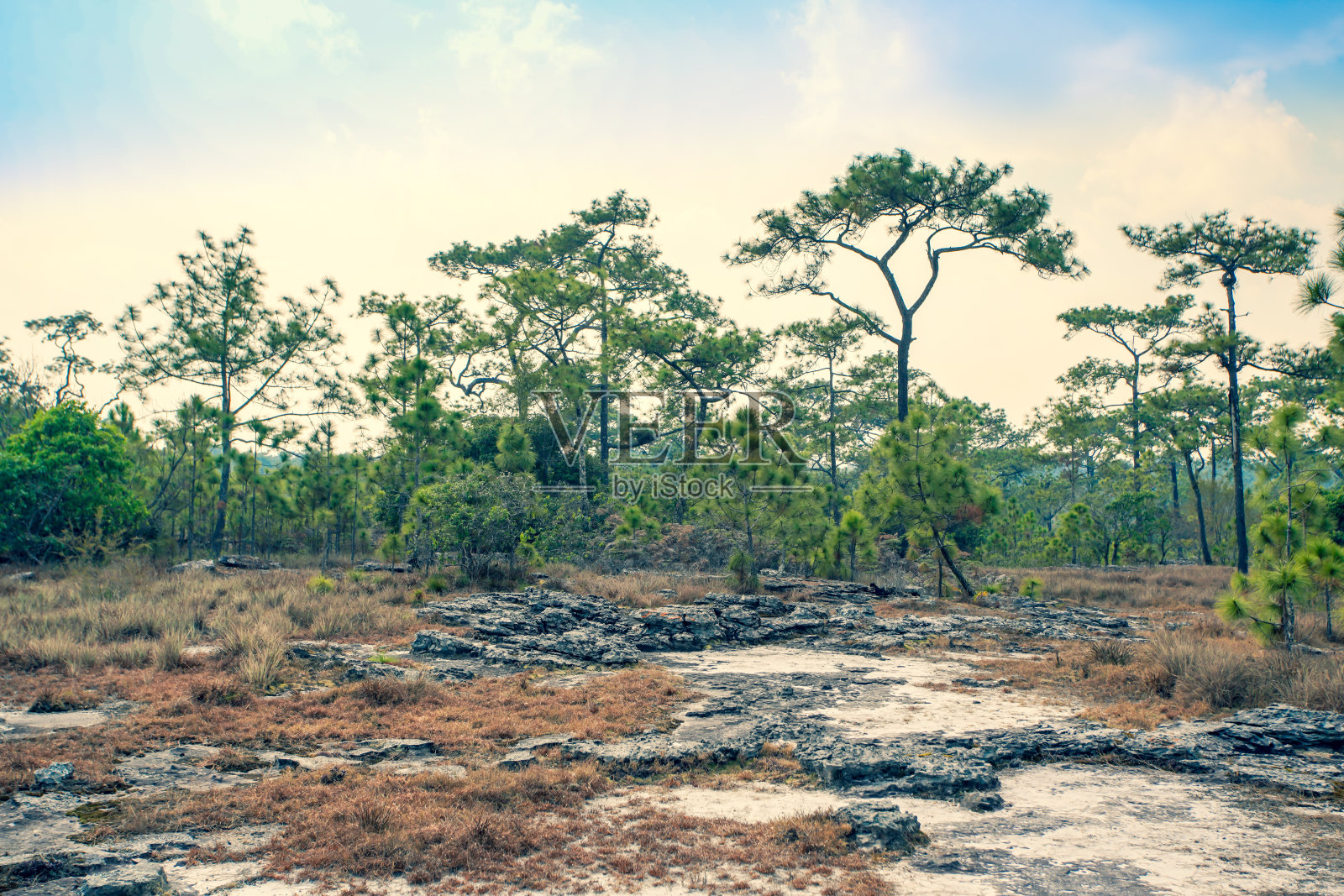 森林中松树的气息照片摄影图片