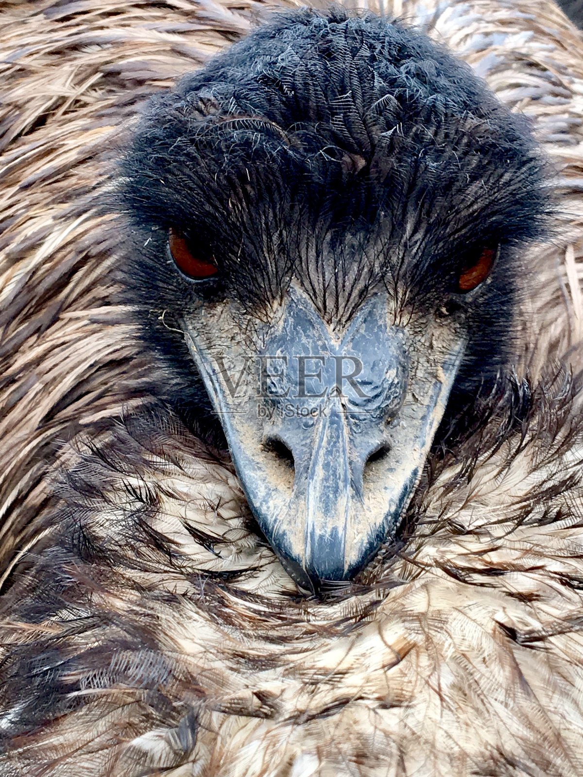 很多鸸鹋绒毛照片摄影图片