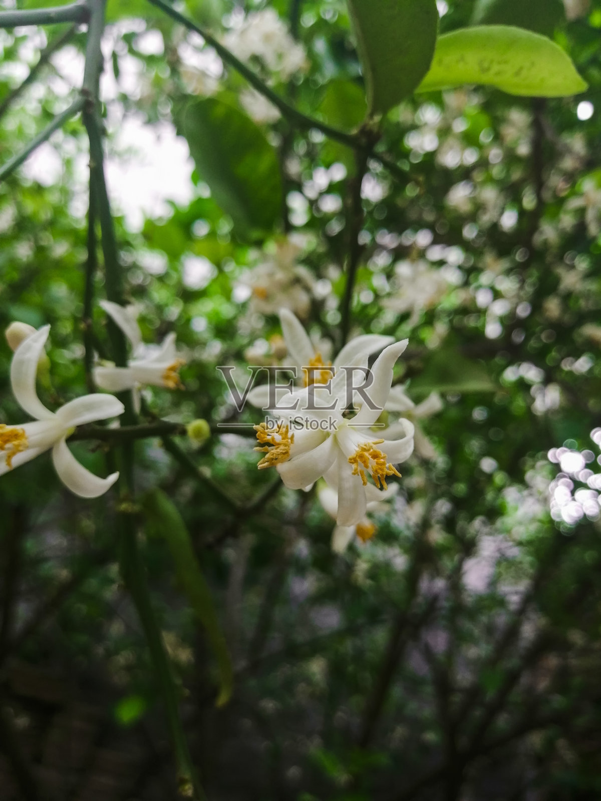 白橙树花开花画照片摄影图片