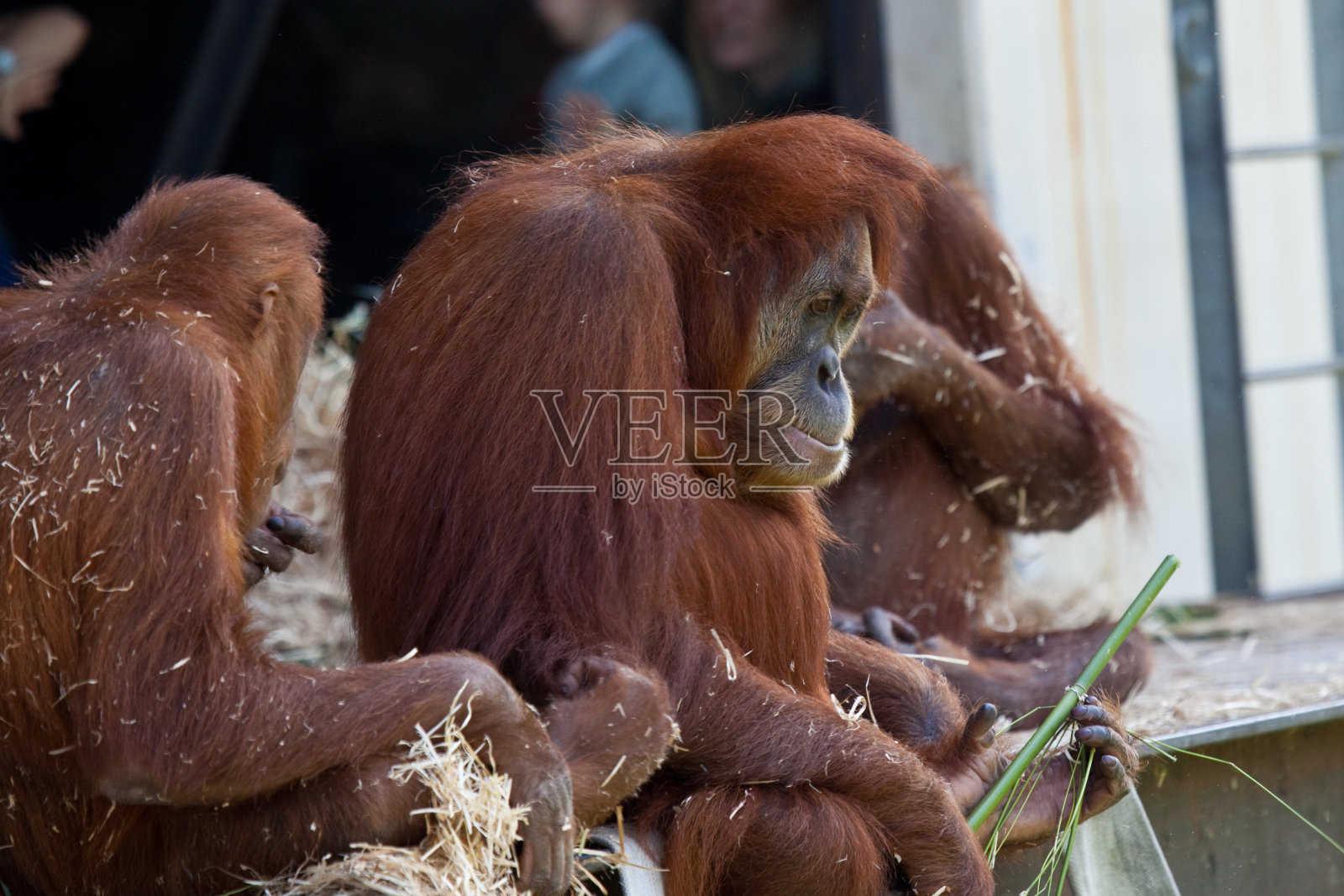 红毛猩猩照片摄影图片