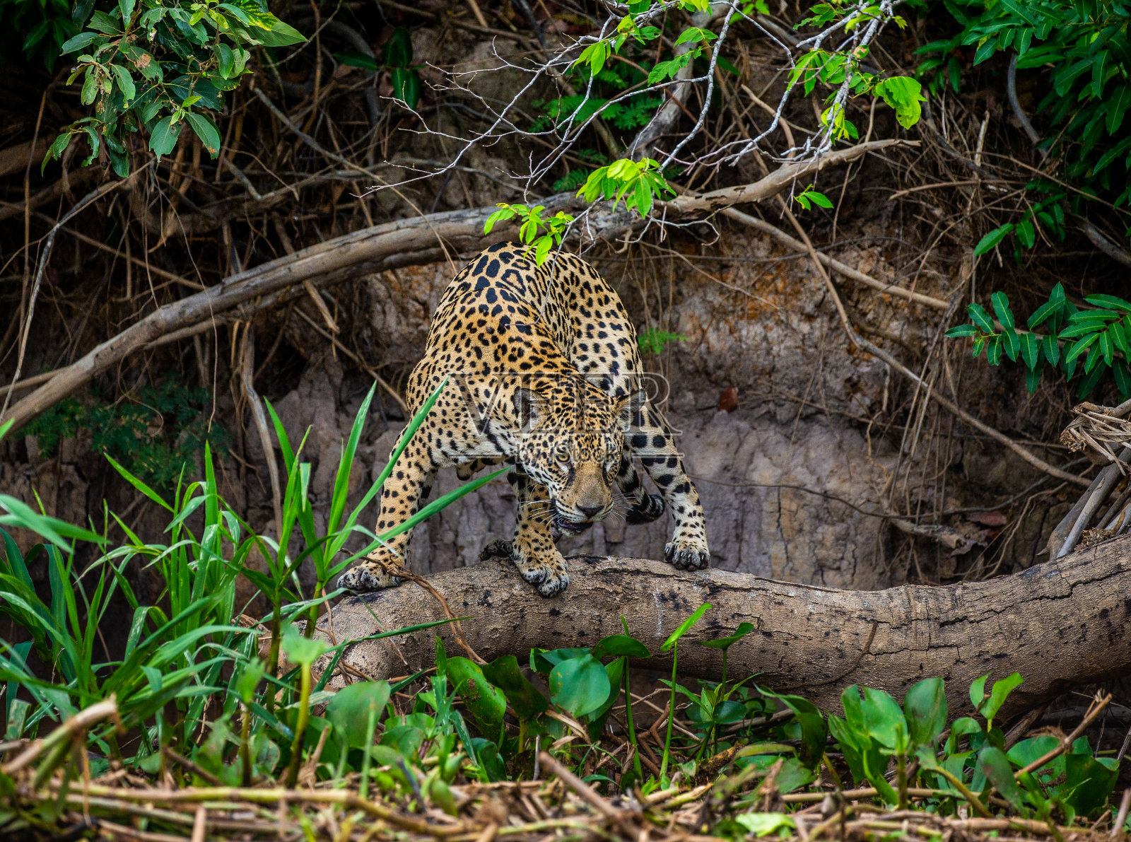 美洲虎站在丛林中河边的一棵树上。照片摄影图片