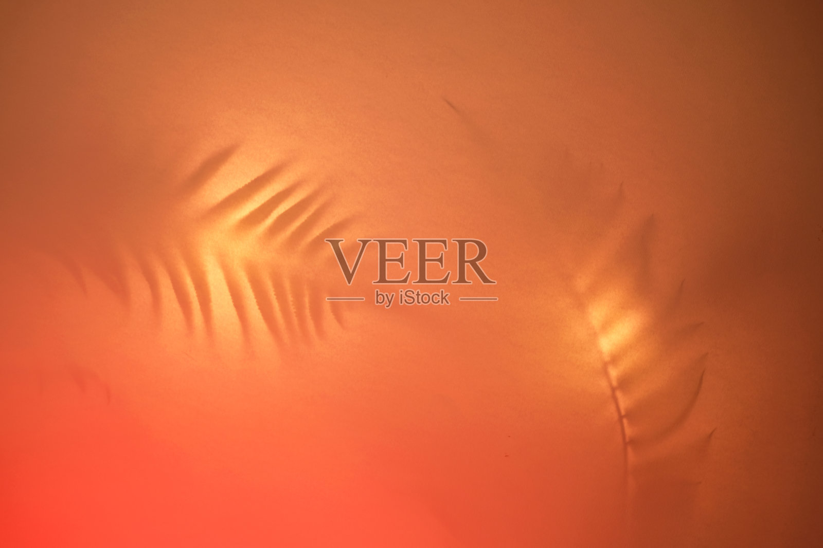 时尚撞色霓虹灯下的热带棕榈叶阴影照片摄影图片