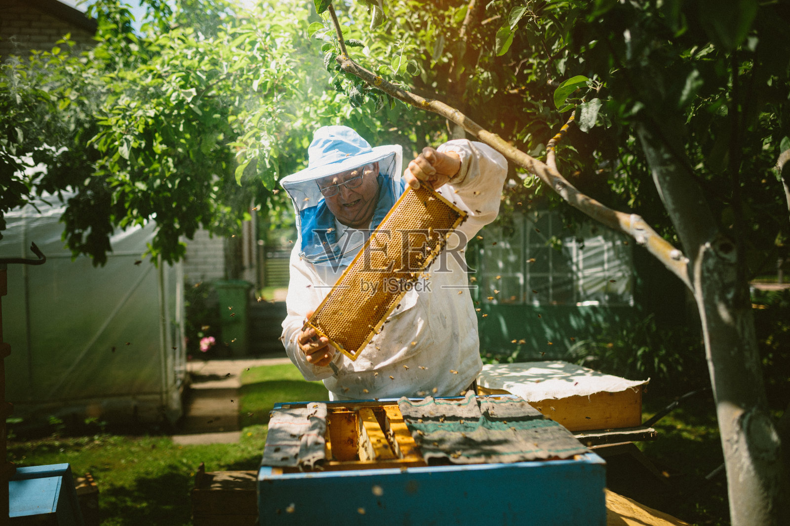 高级养蜂人在他的养蜂场工作照片摄影图片