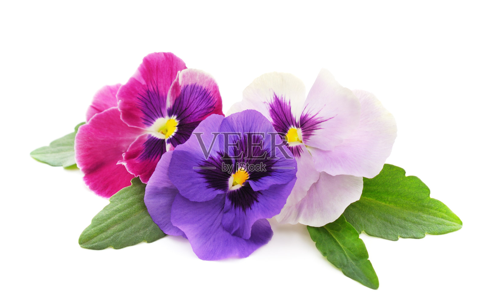 三个美丽的牡丹。照片摄影图片