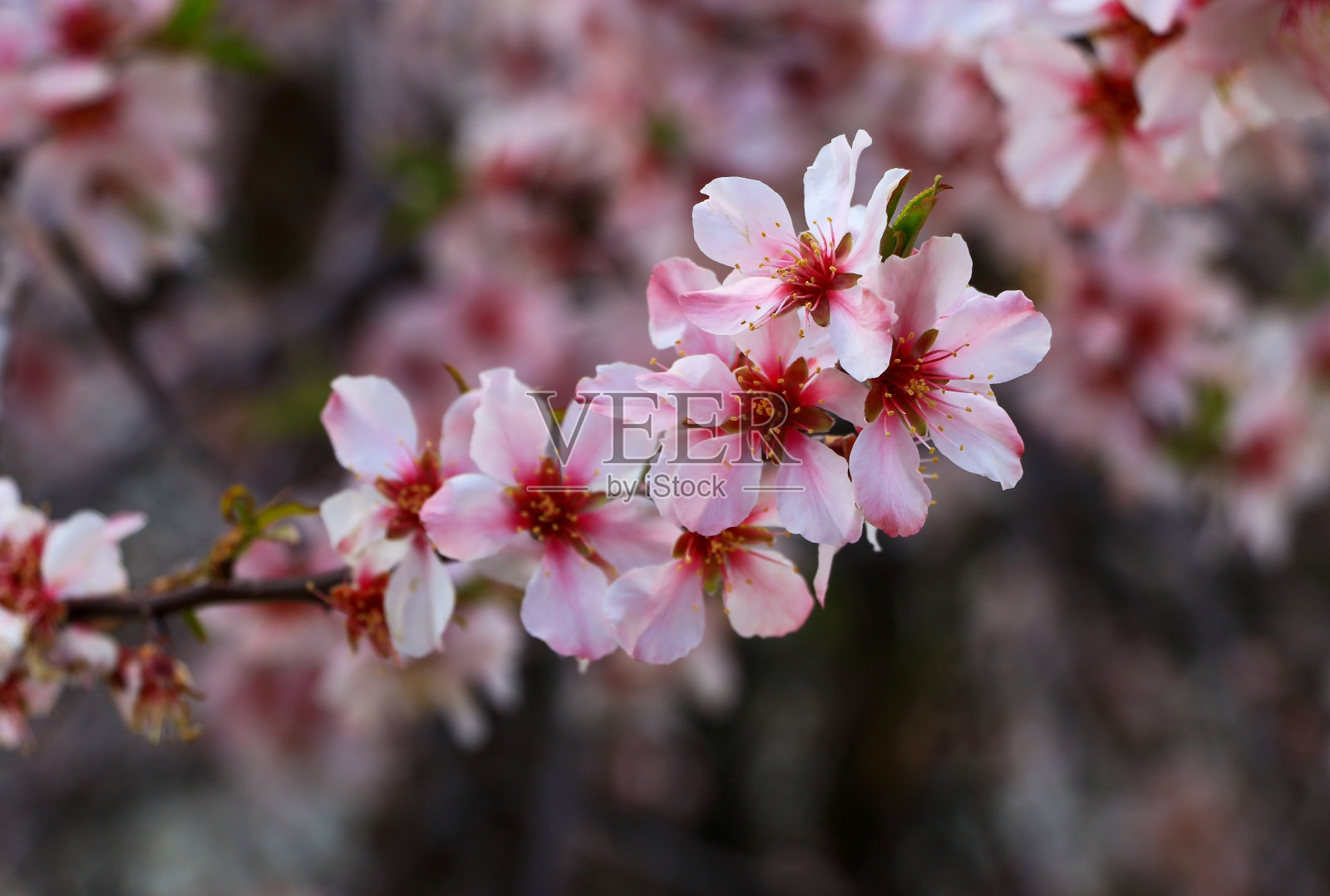 火鸡阿克达马尔岛在凡湖。亚美尼亚大教堂的圣十字教堂(10世纪)照片摄影图片