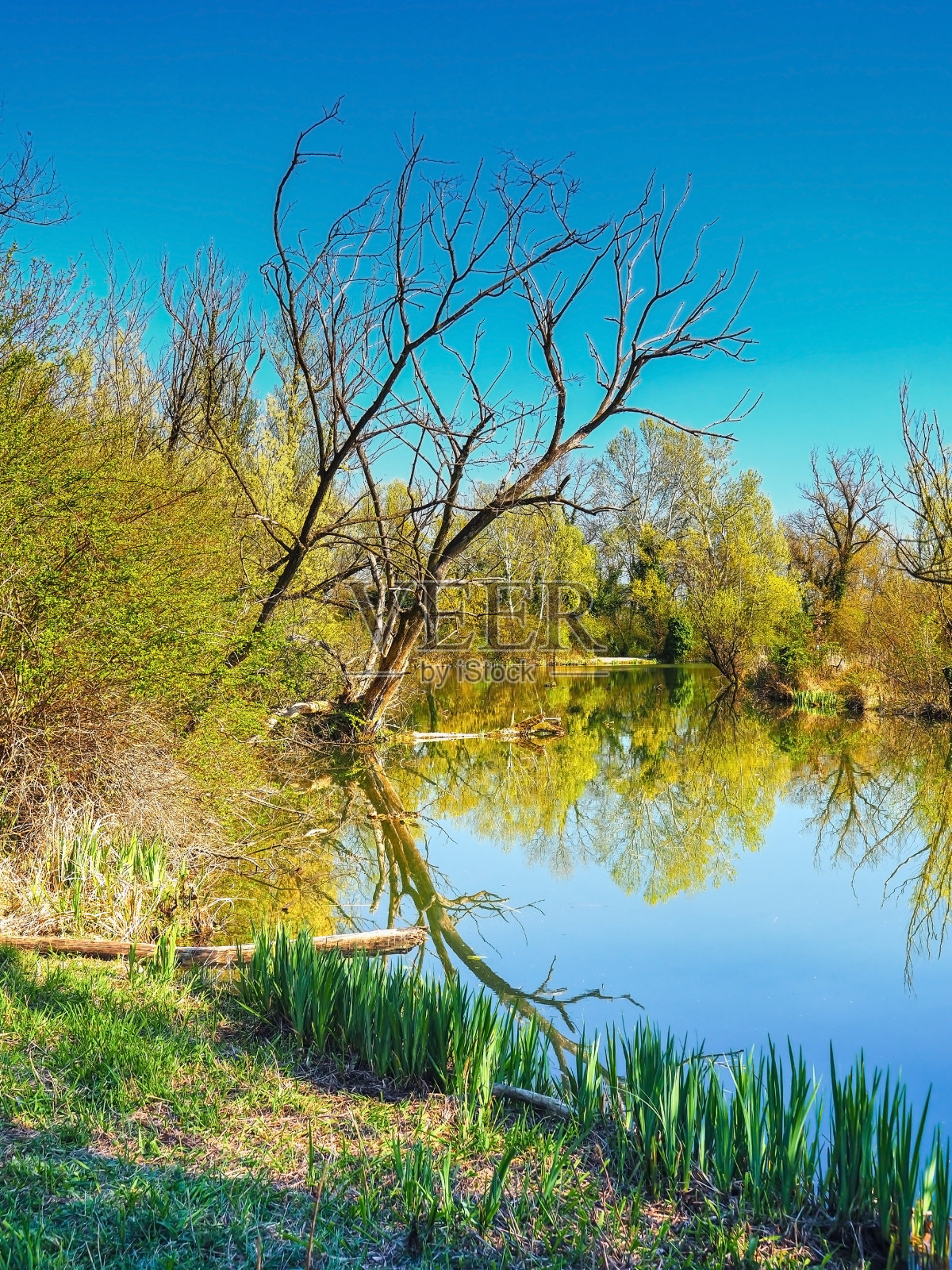 美丽的沼泽文摘照片摄影图片