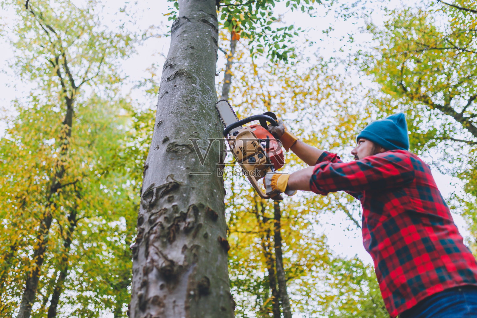 辛勤的伐木工人照片摄影图片