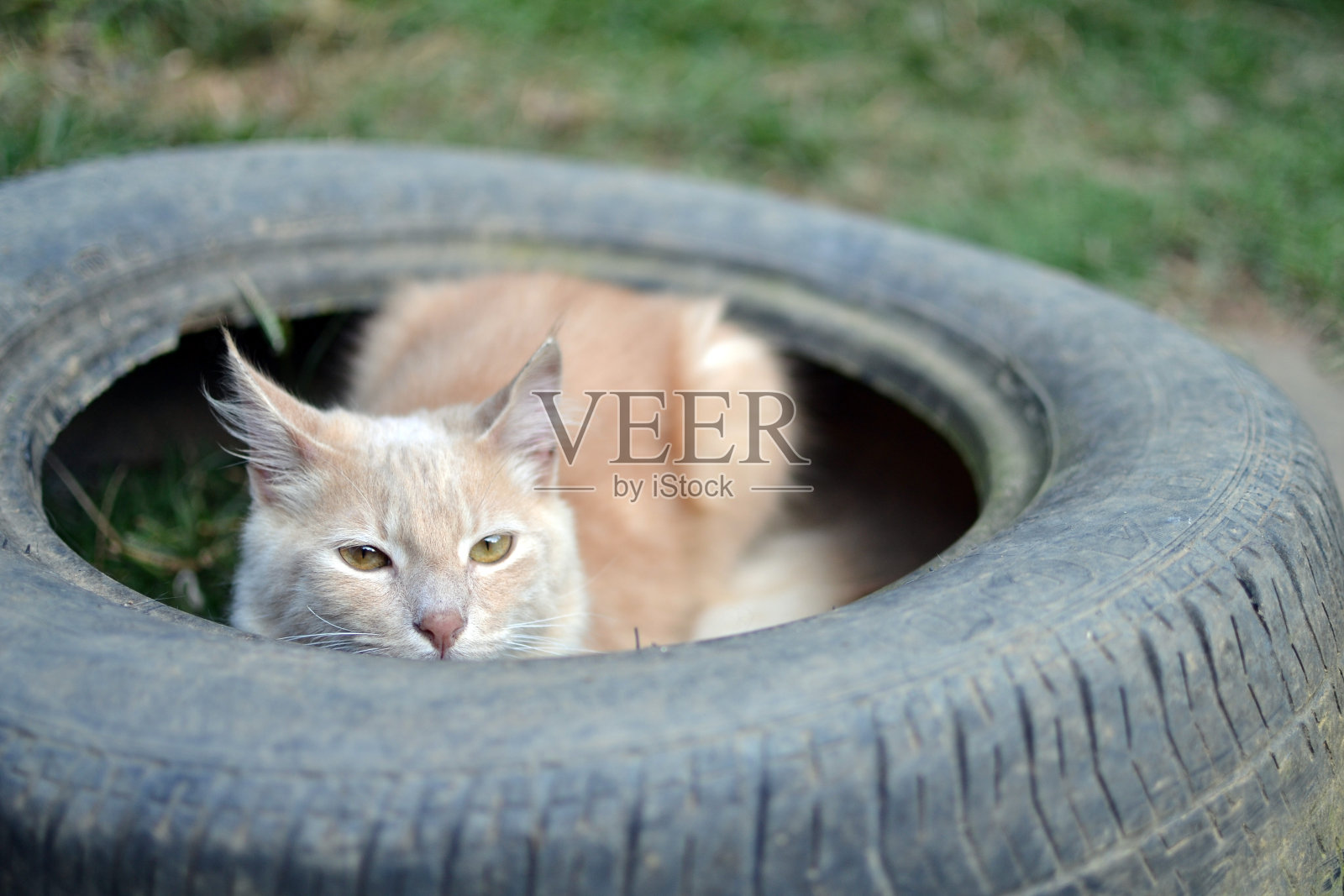 在轮胎里的黄猫照片摄影图片