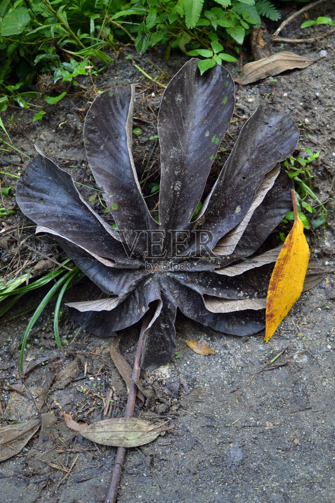 恩宝巴的叶子掉在了地上照片摄影图片