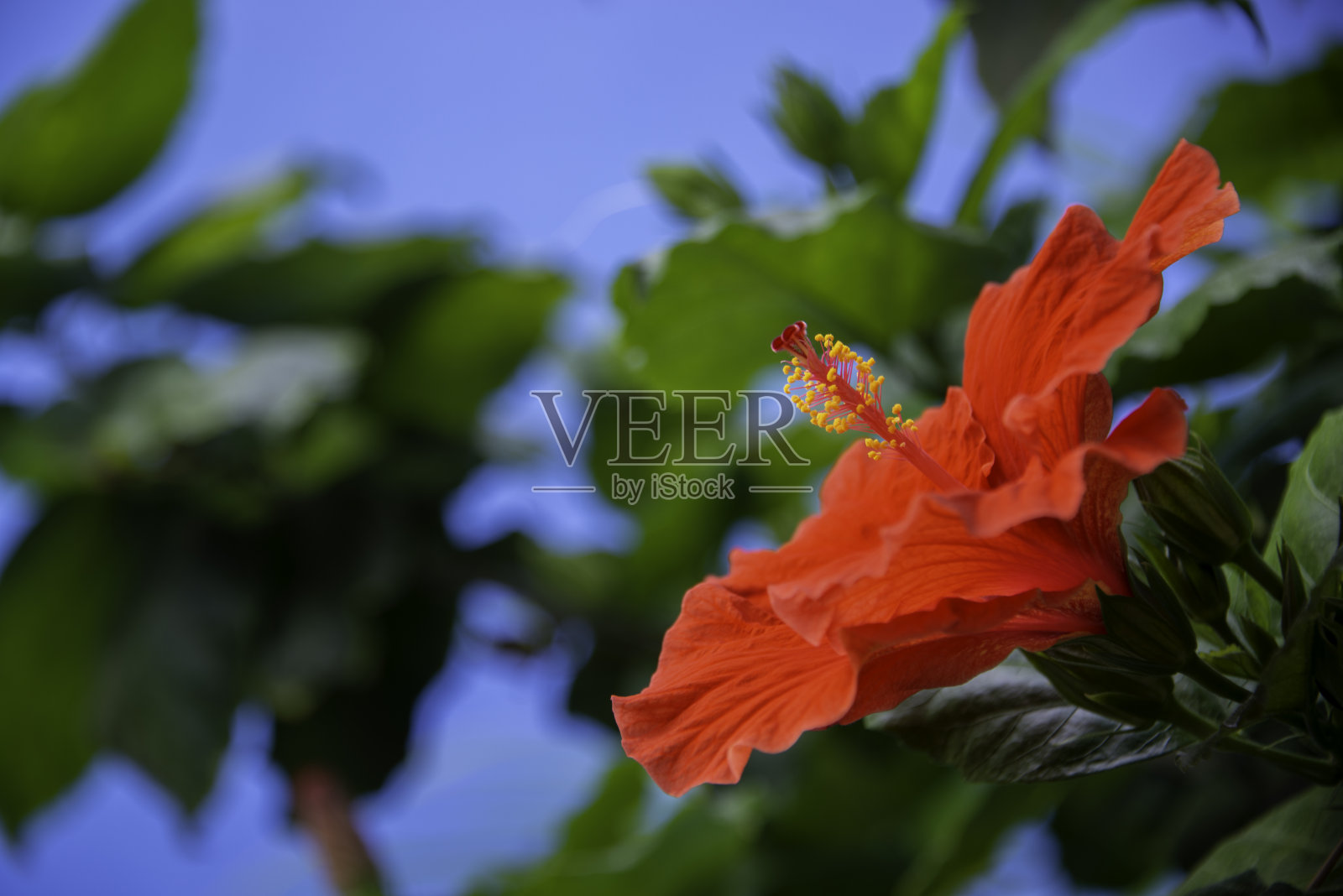 红色芙蓉花和树叶附近的蓝色墙在墨西哥照片摄影图片