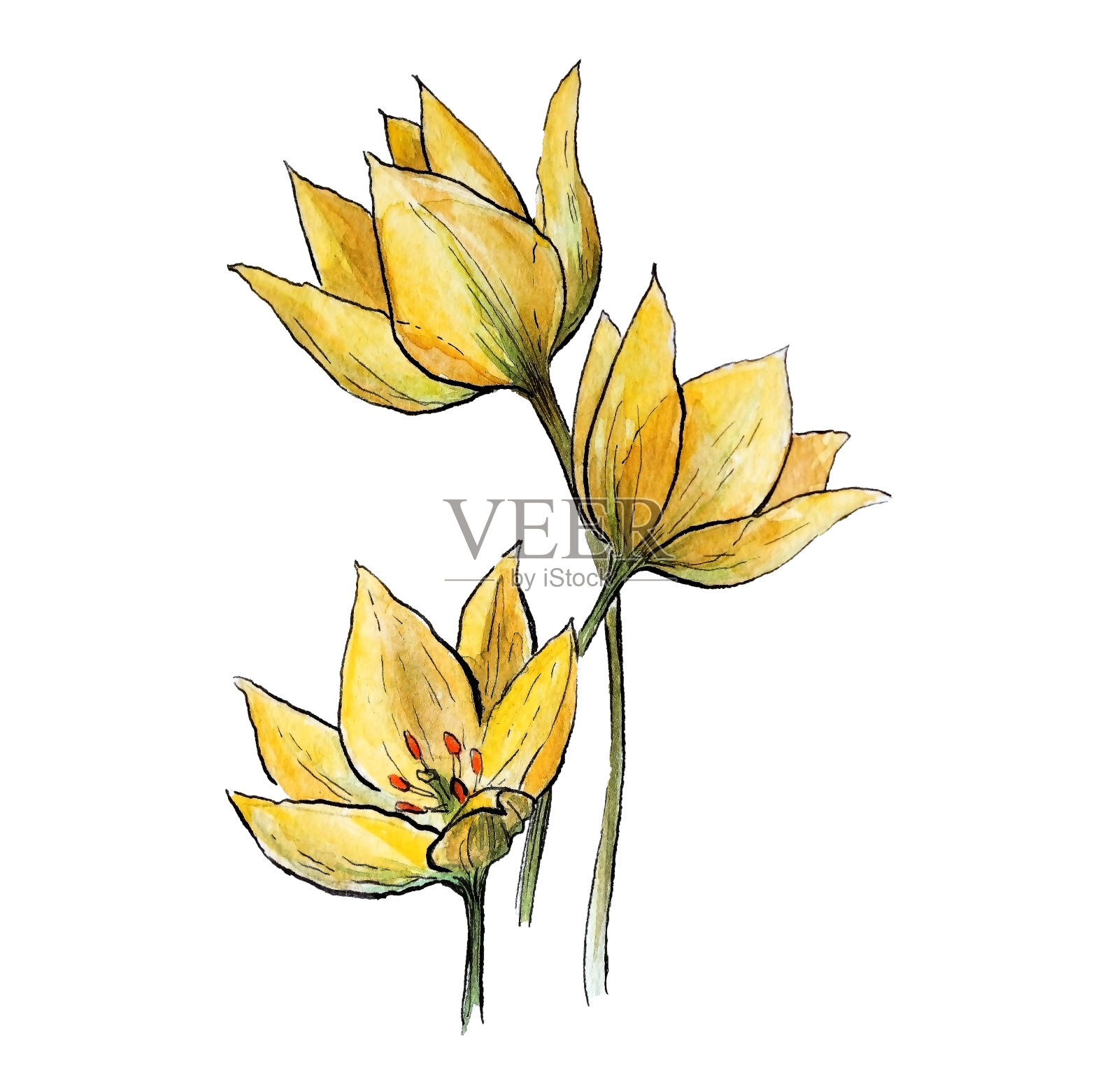 水彩插图野生黄色郁金香孤立插画图片素材