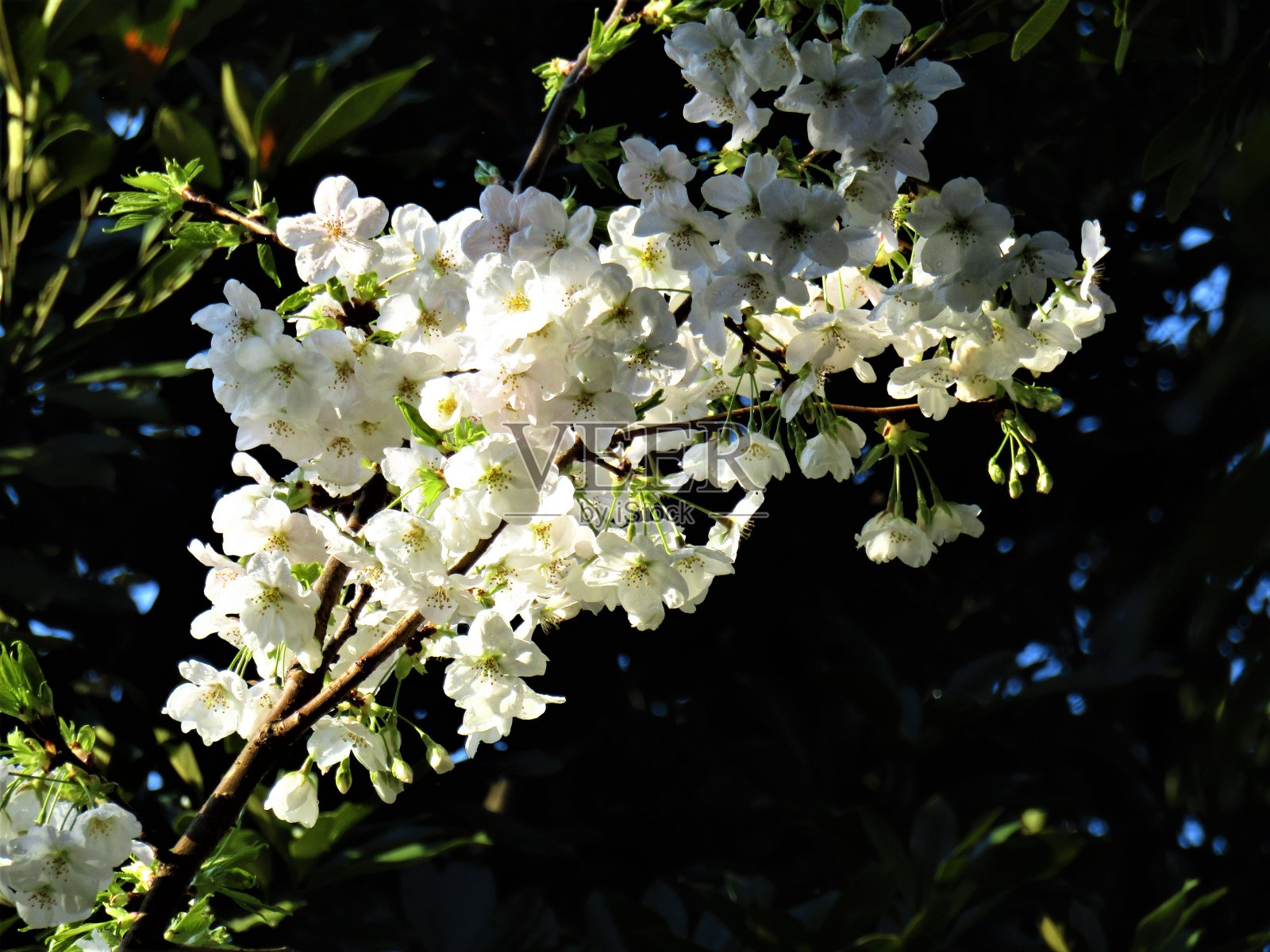 日本。3月。小樱。樱花盛开在阳光明媚的早晨,在夜晚的雨后。照片摄影图片